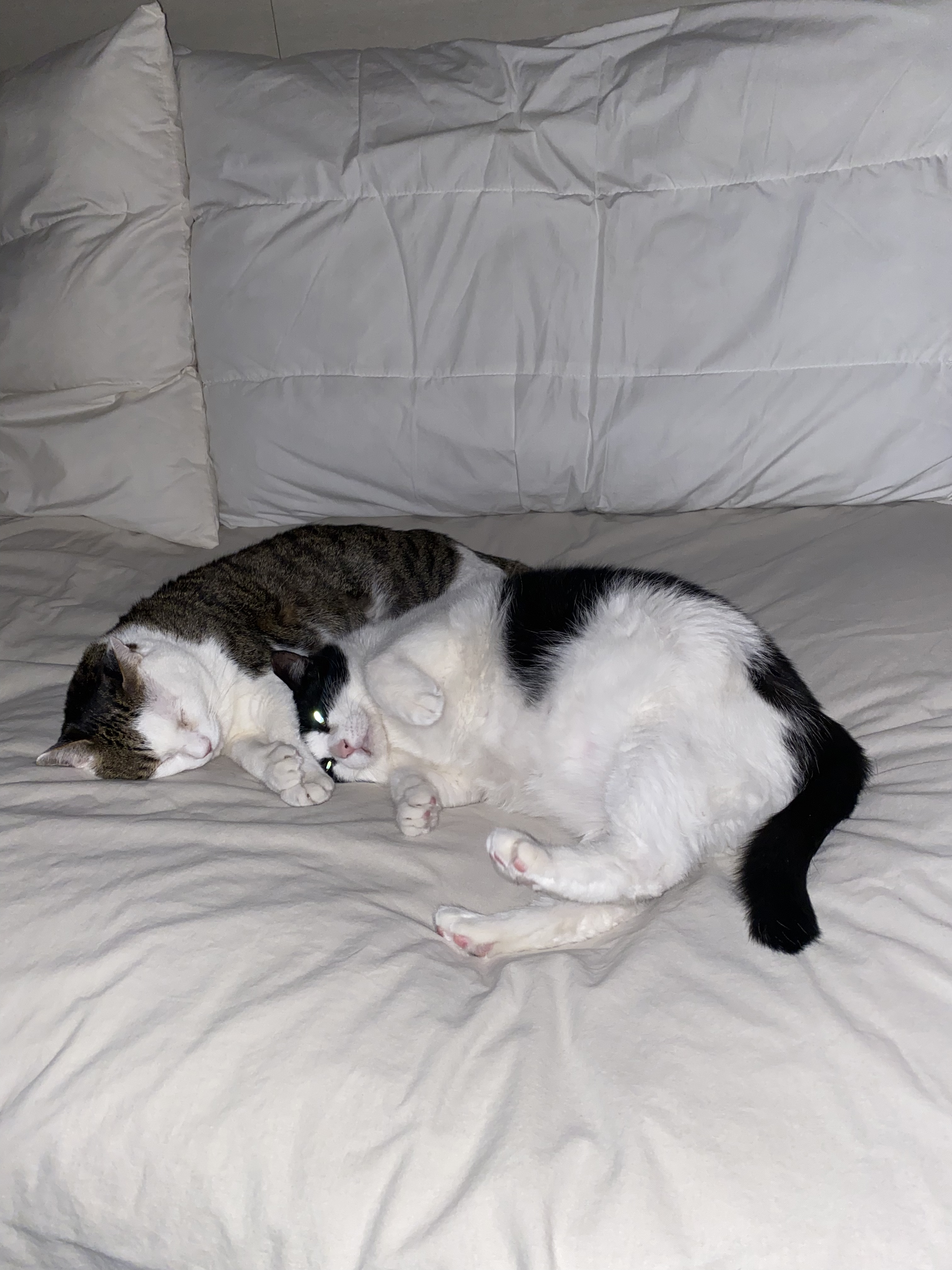 서창이의 입양일지4