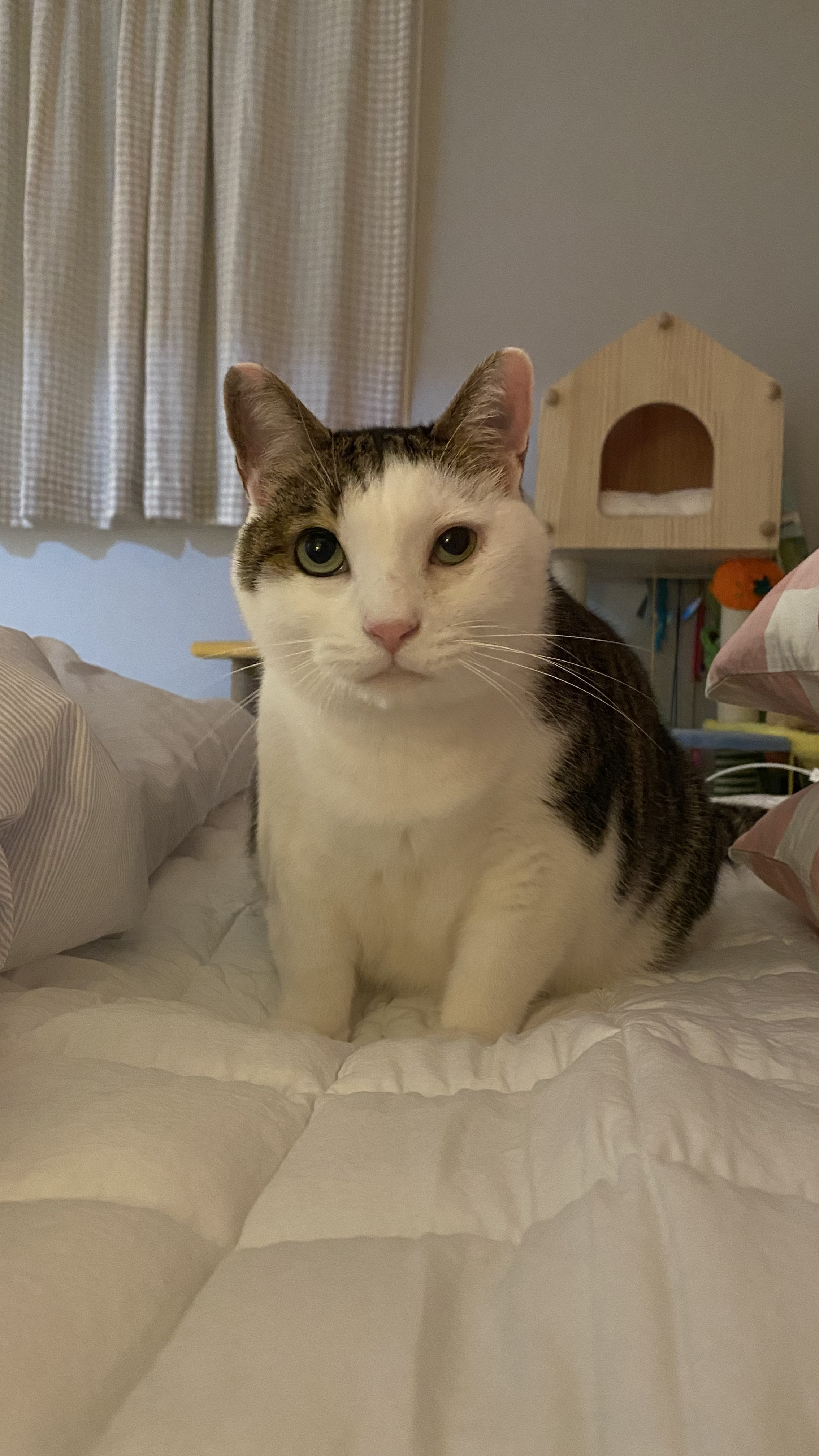 서창이의 입양일지4