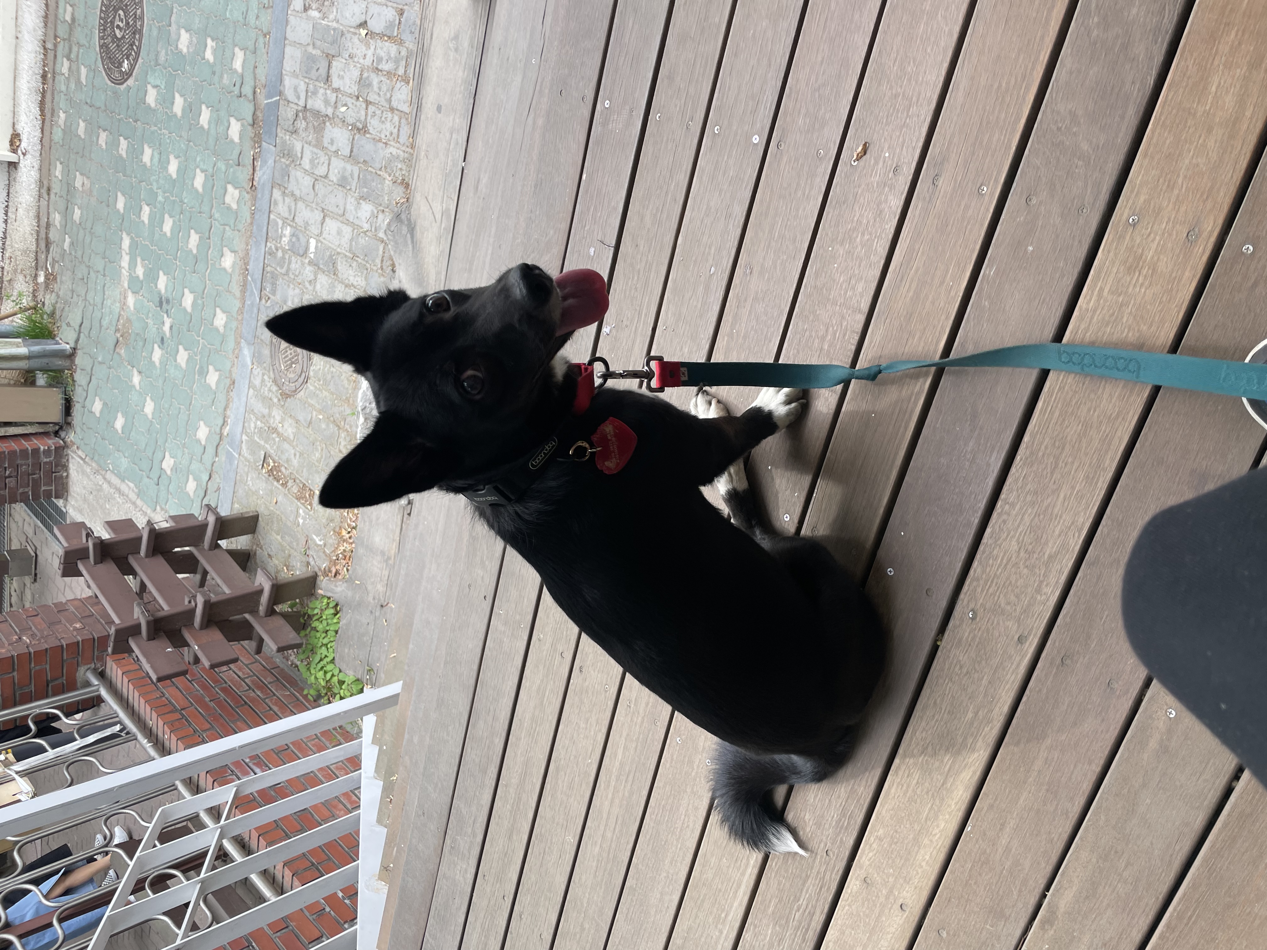 짱어(그린이) 입양 1년 되었네요!