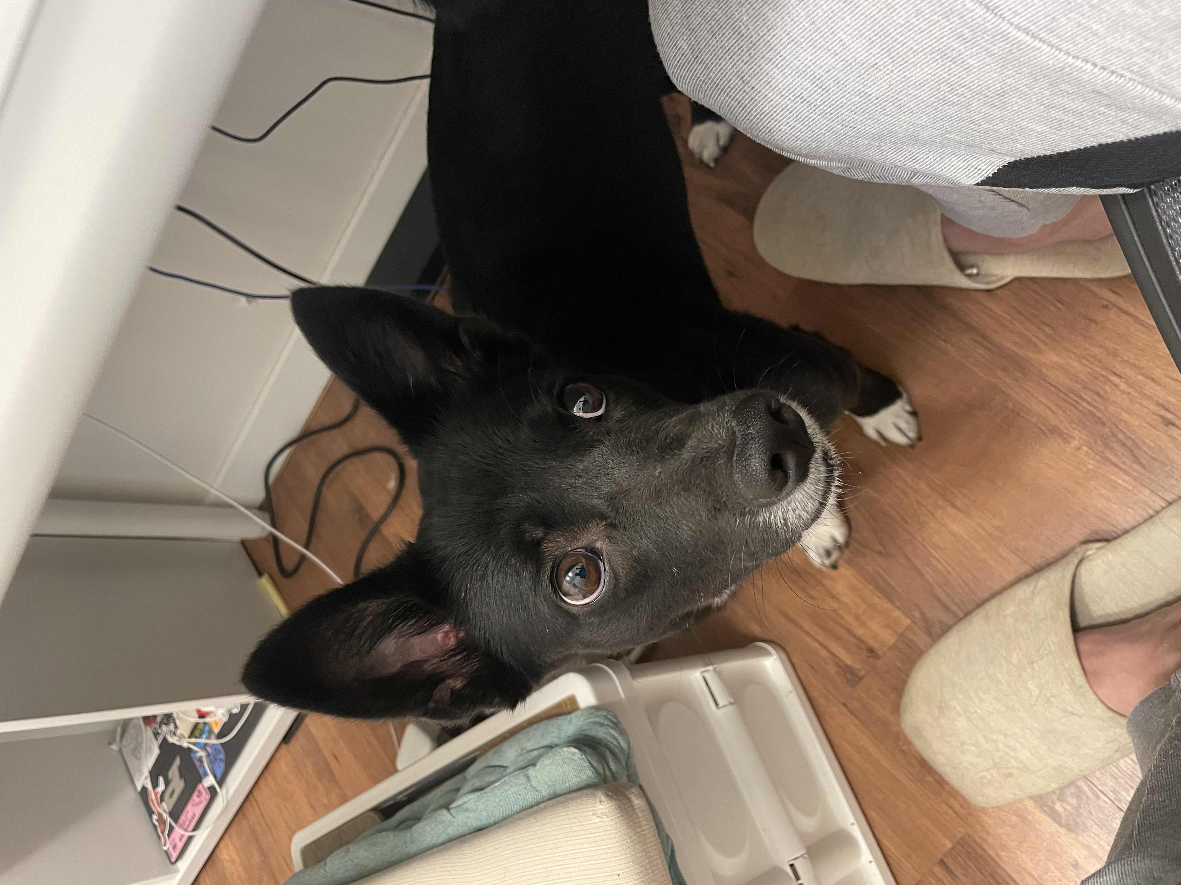 짱어(그린이) 입양 1년 되었네요!