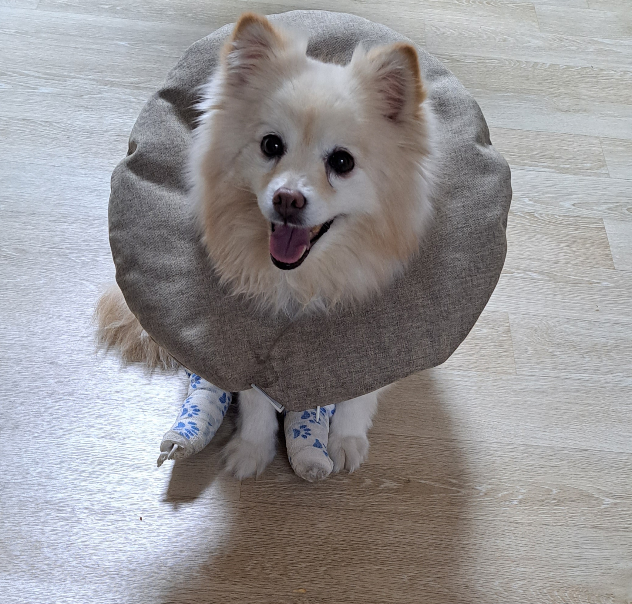 입양 1년이 되었습니다