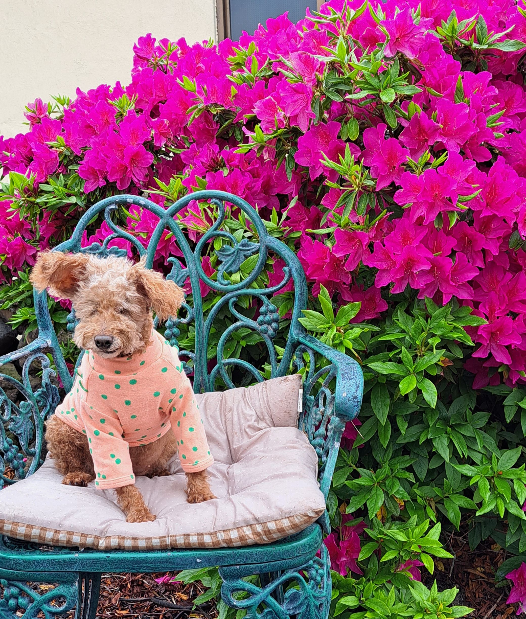 장금이 제주살이 4년차입니다. ^^