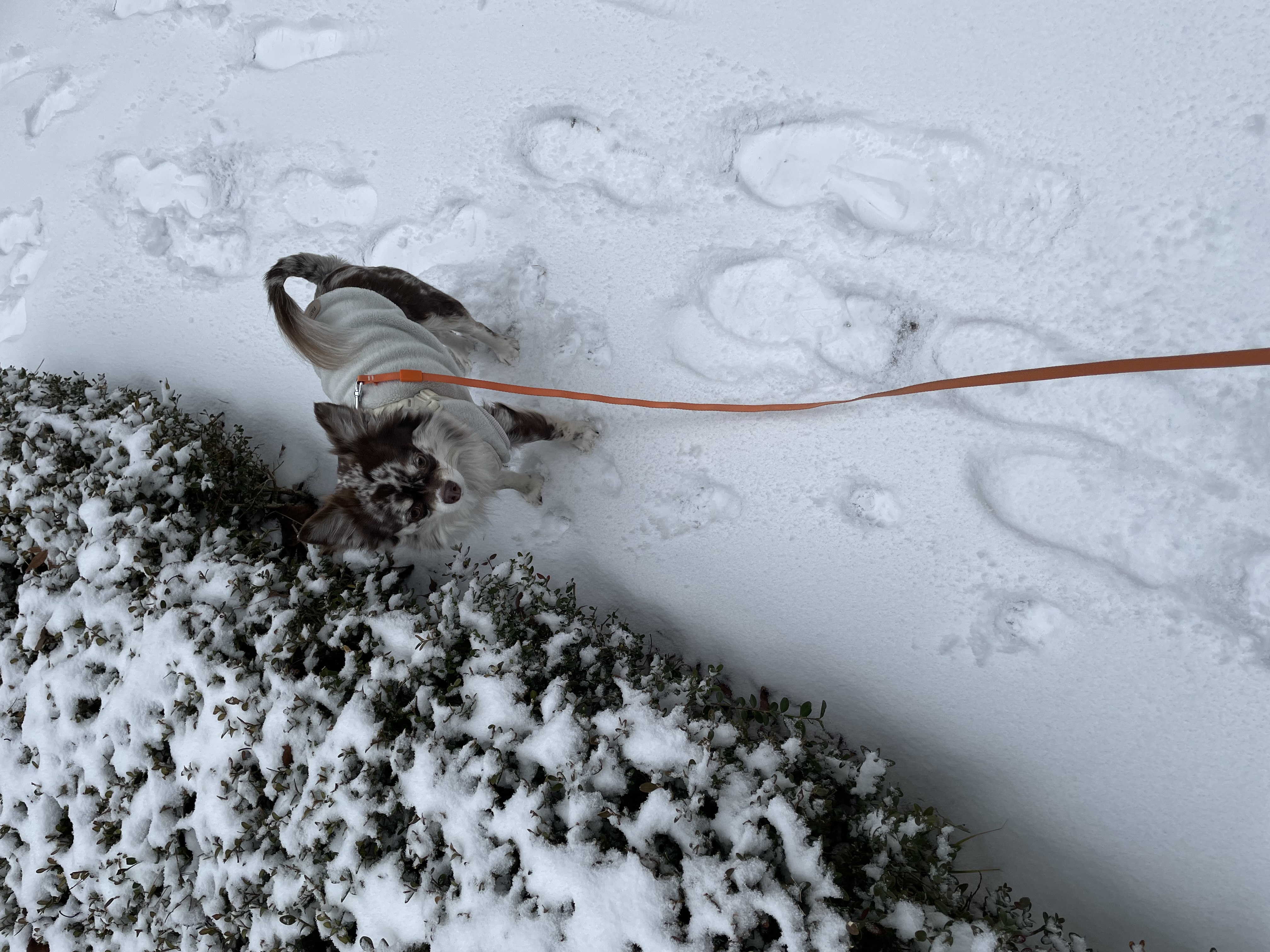 평택 치와와 자견 네찌 난이 입이다^^