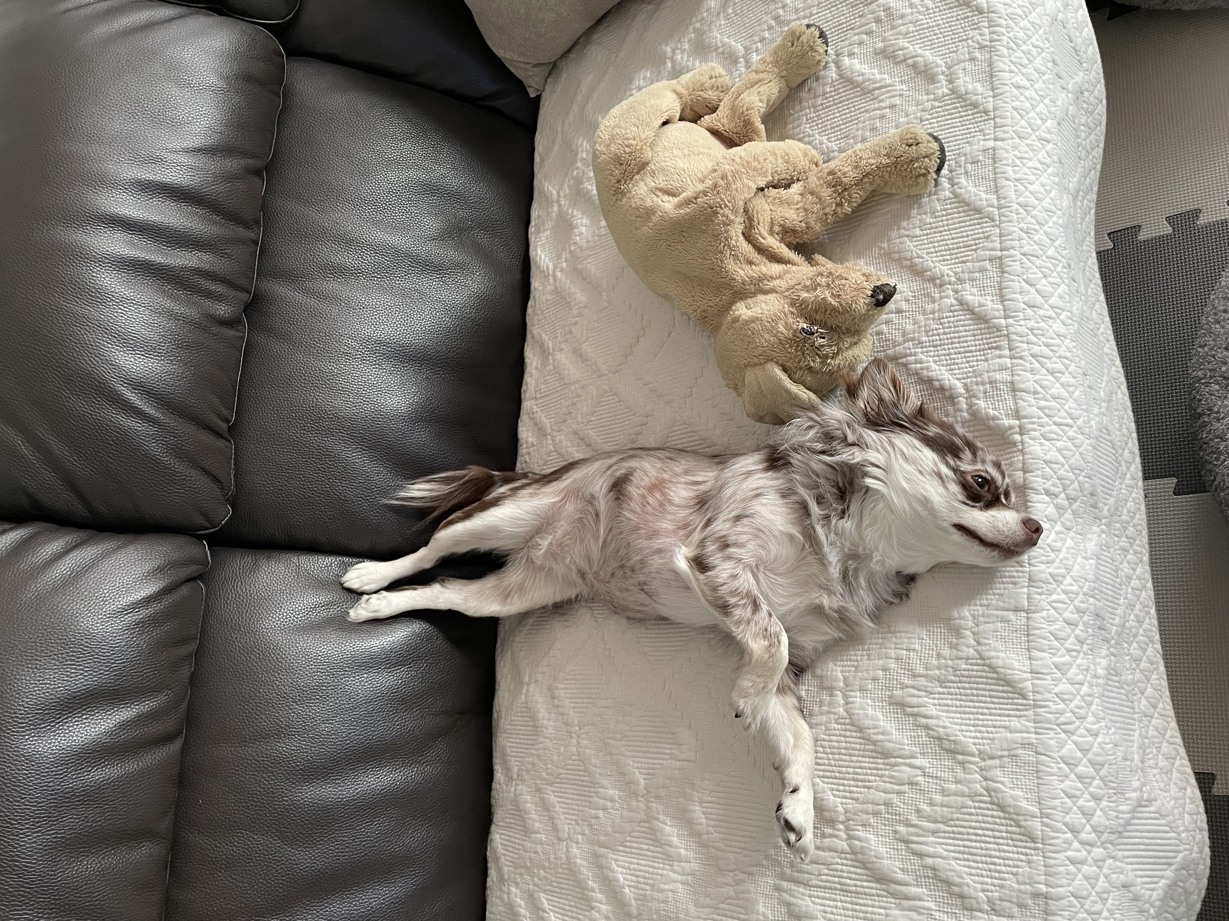 평택 치와와 자견 네찌 난이 입이다^^