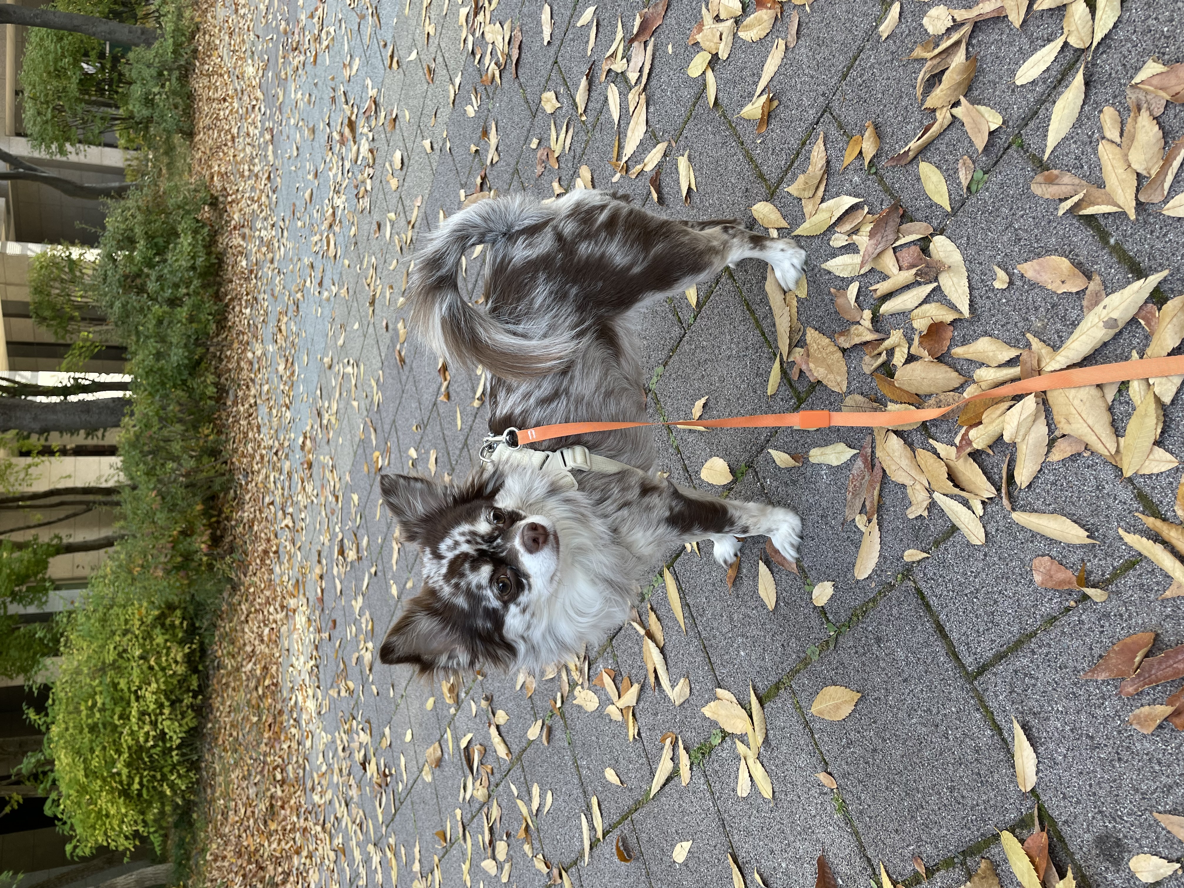 평택 치와와 자견 네찌 난이 입이다^^