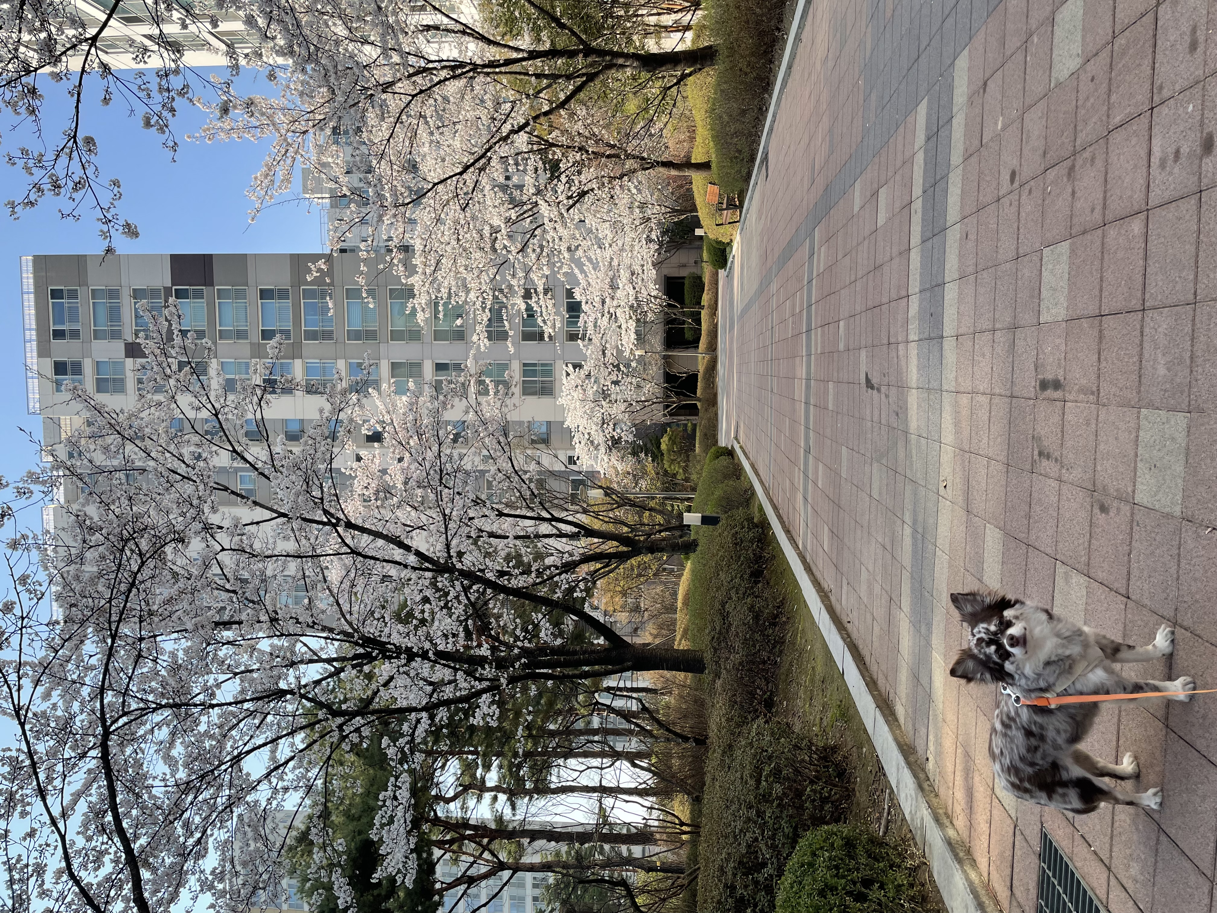 평택 치와와 자견 네찌 난이 입이다^^