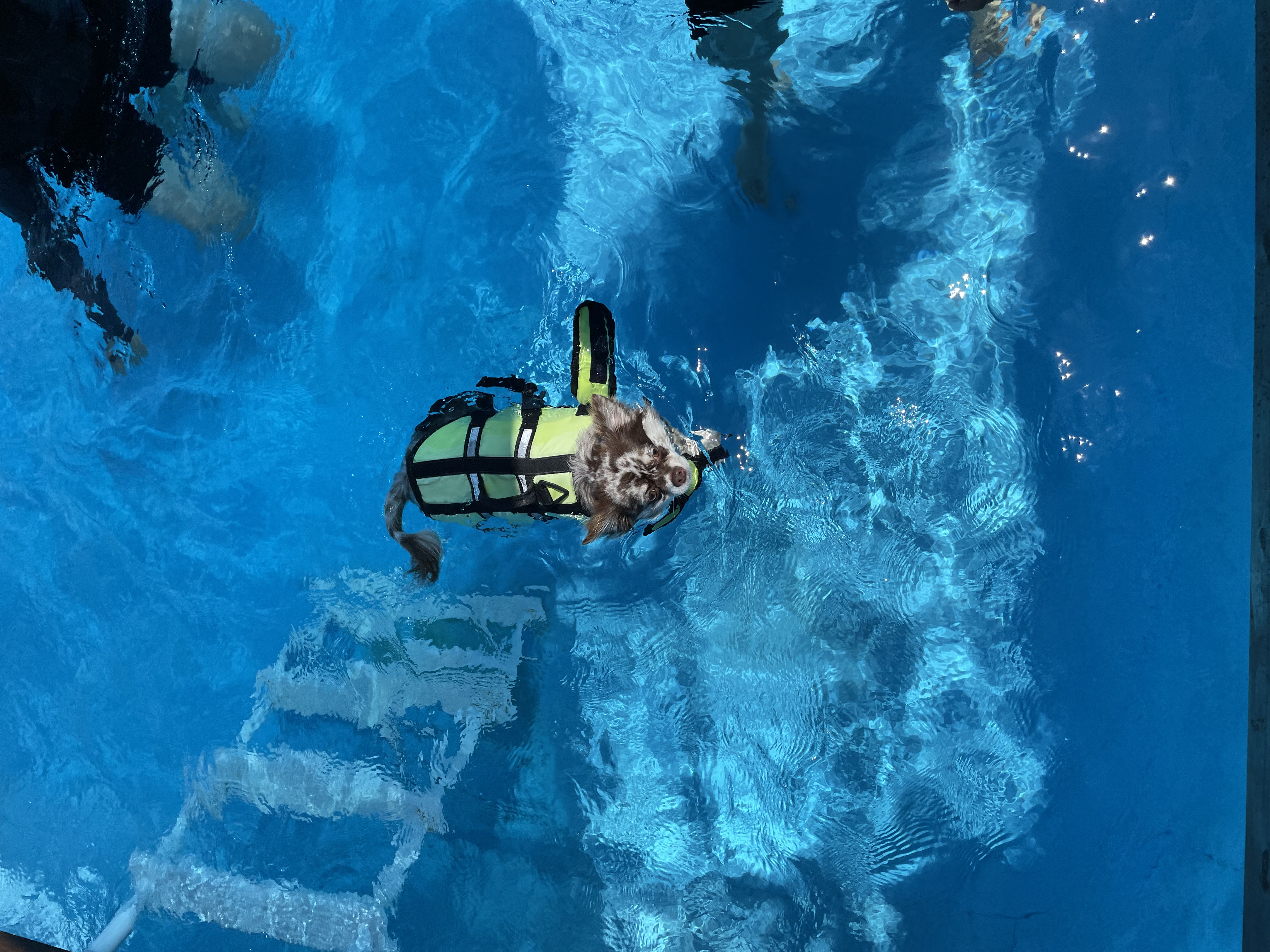 평택 치와와 자견 네찌 난이 입이다^^