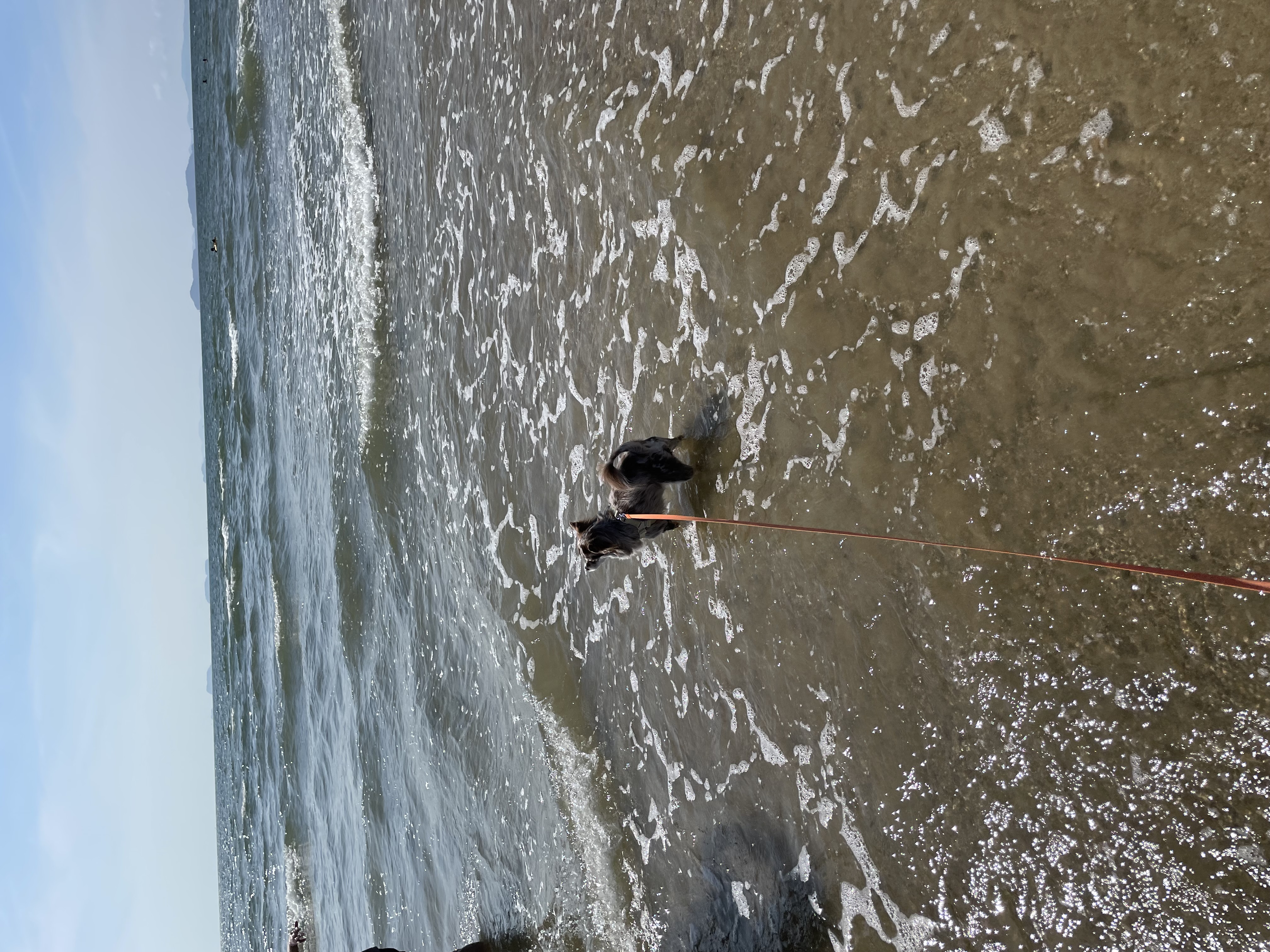 평택 치와와 자견 네찌 난이 입이다^^