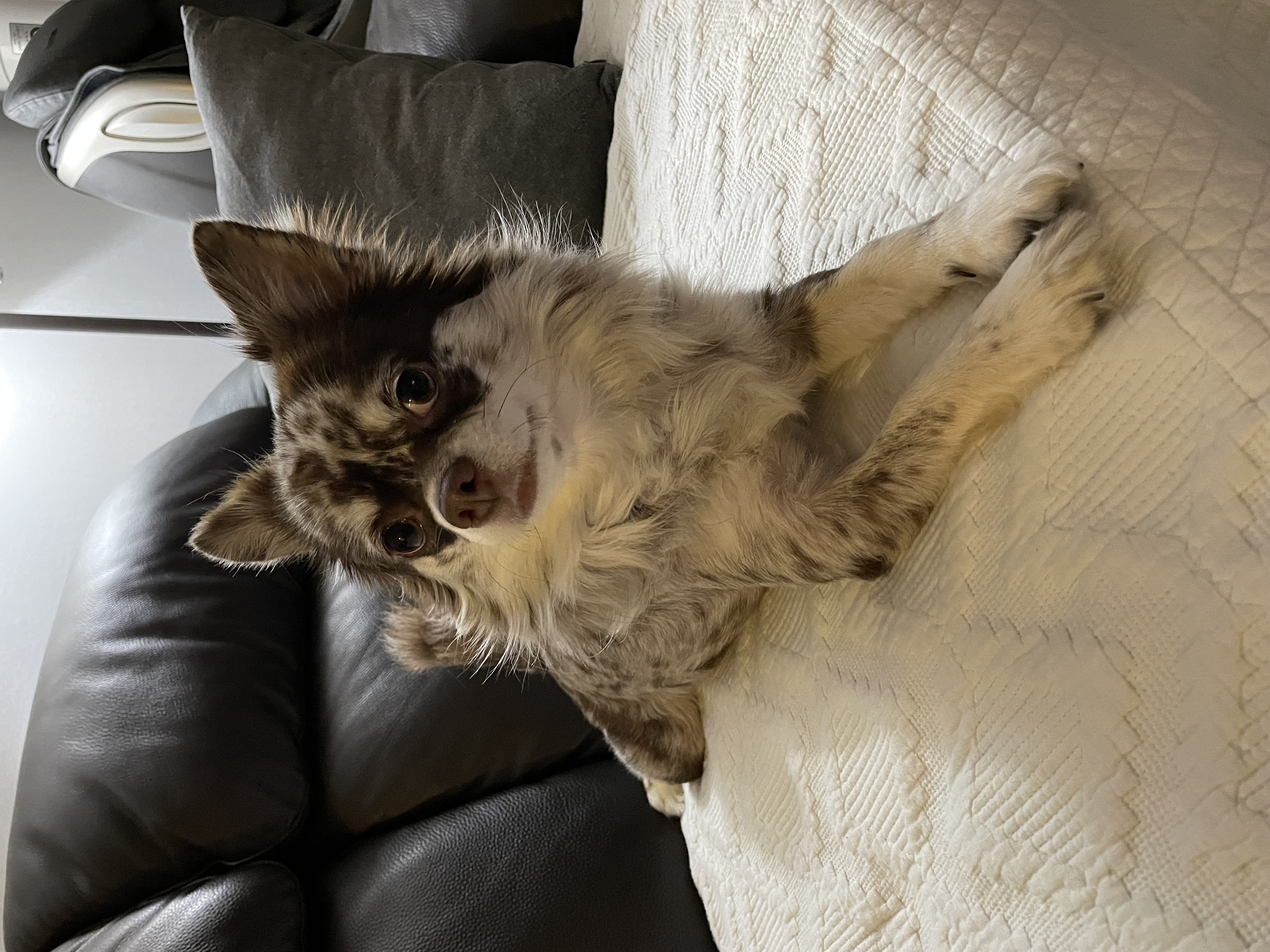 평택 치와와 자견 네찌 난이 입이다^^