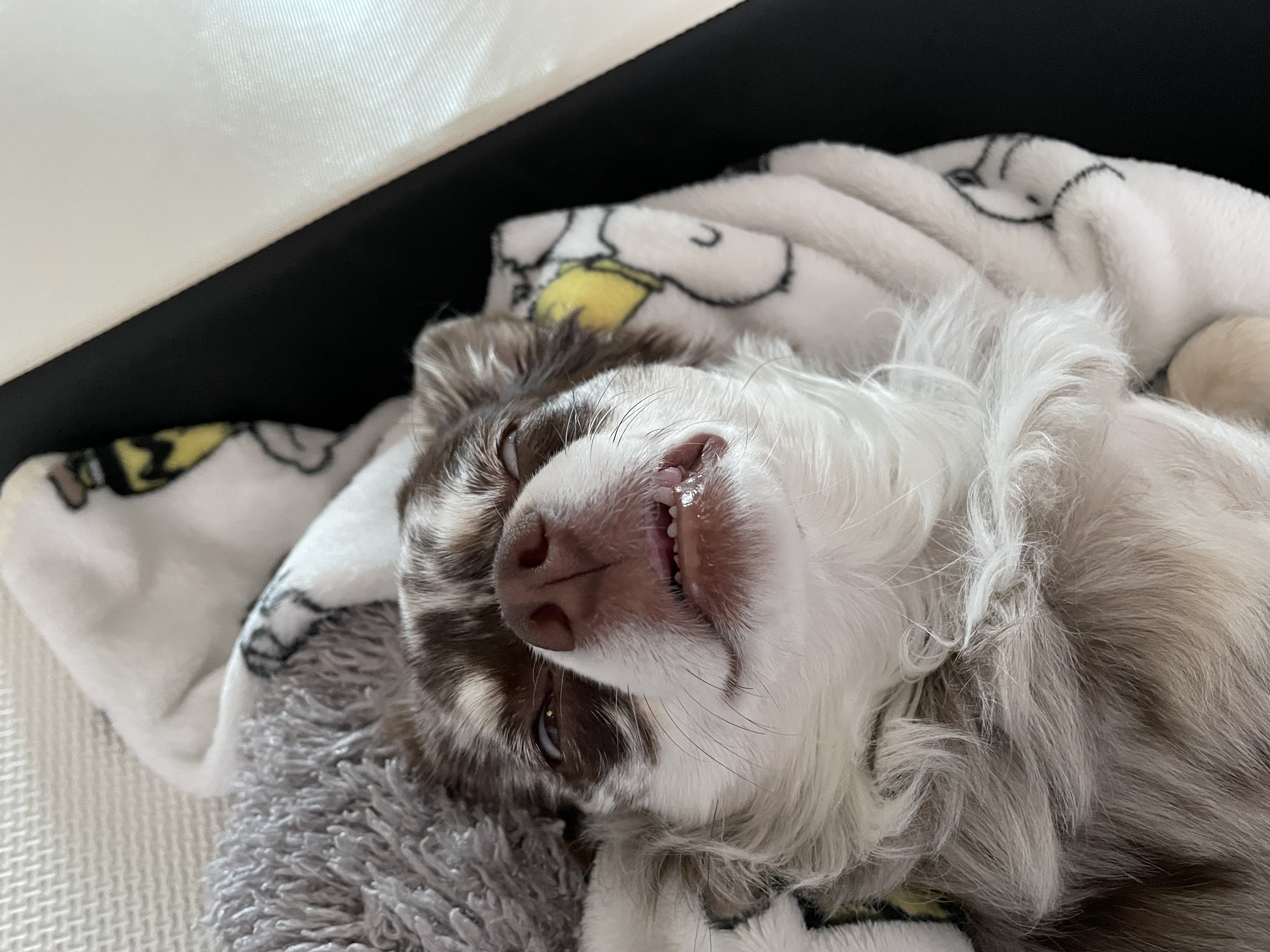 평택 치와와 자견 네찌 난이 입이다^^