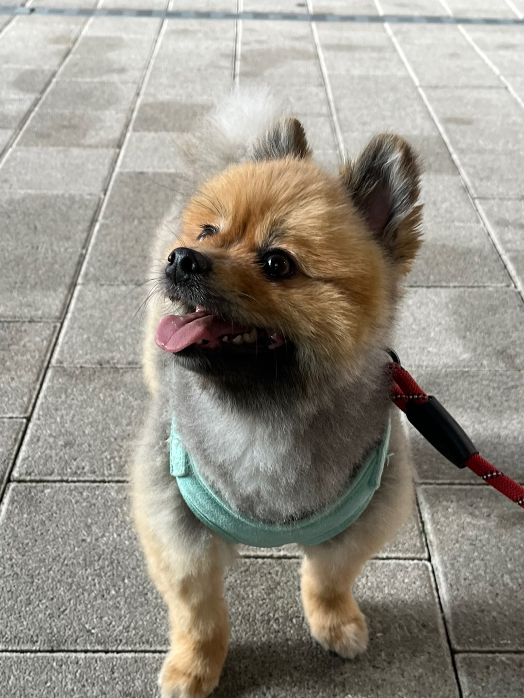 라쿤이 입양 2년차