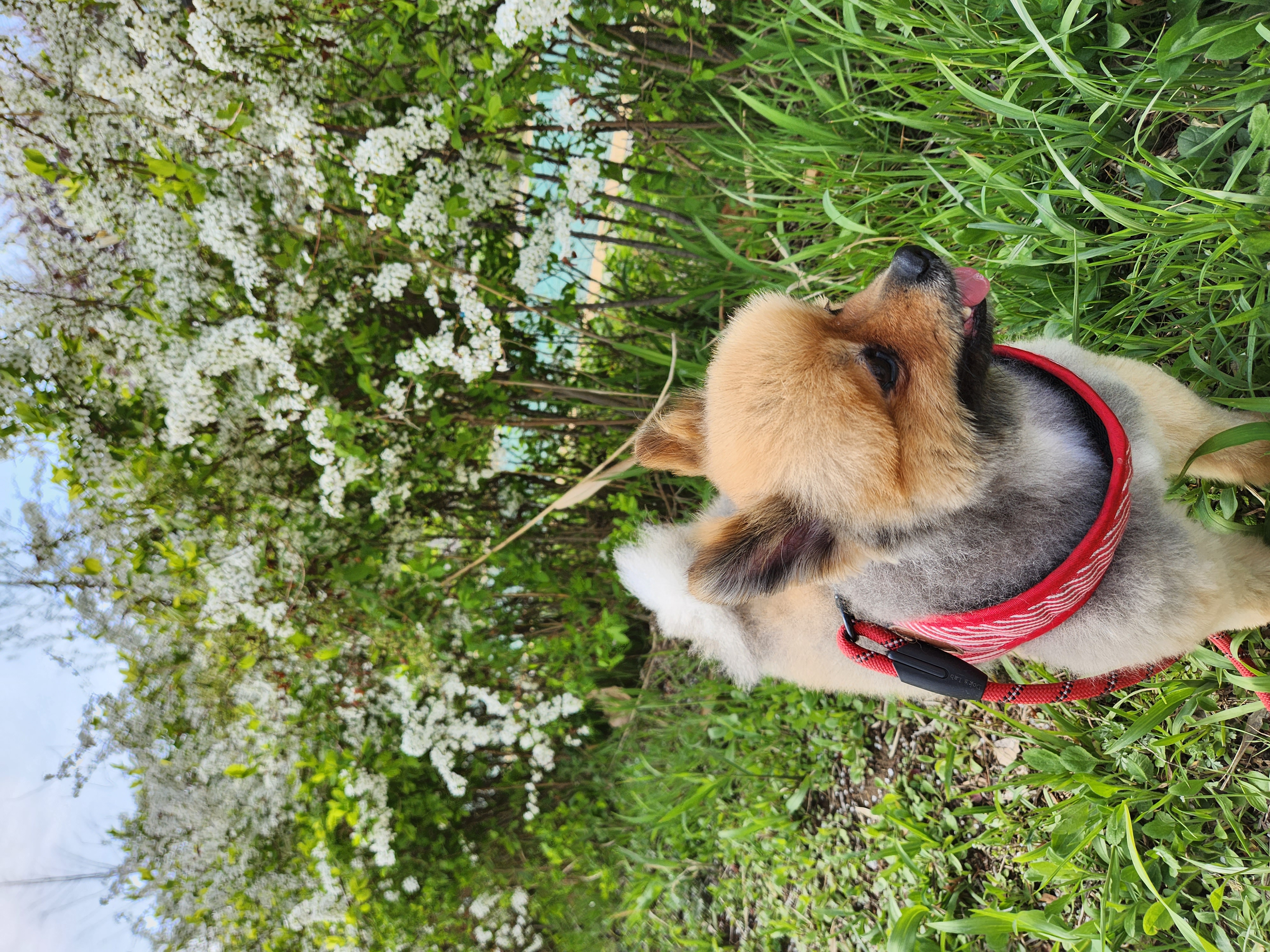 라쿤이 입양 2년차