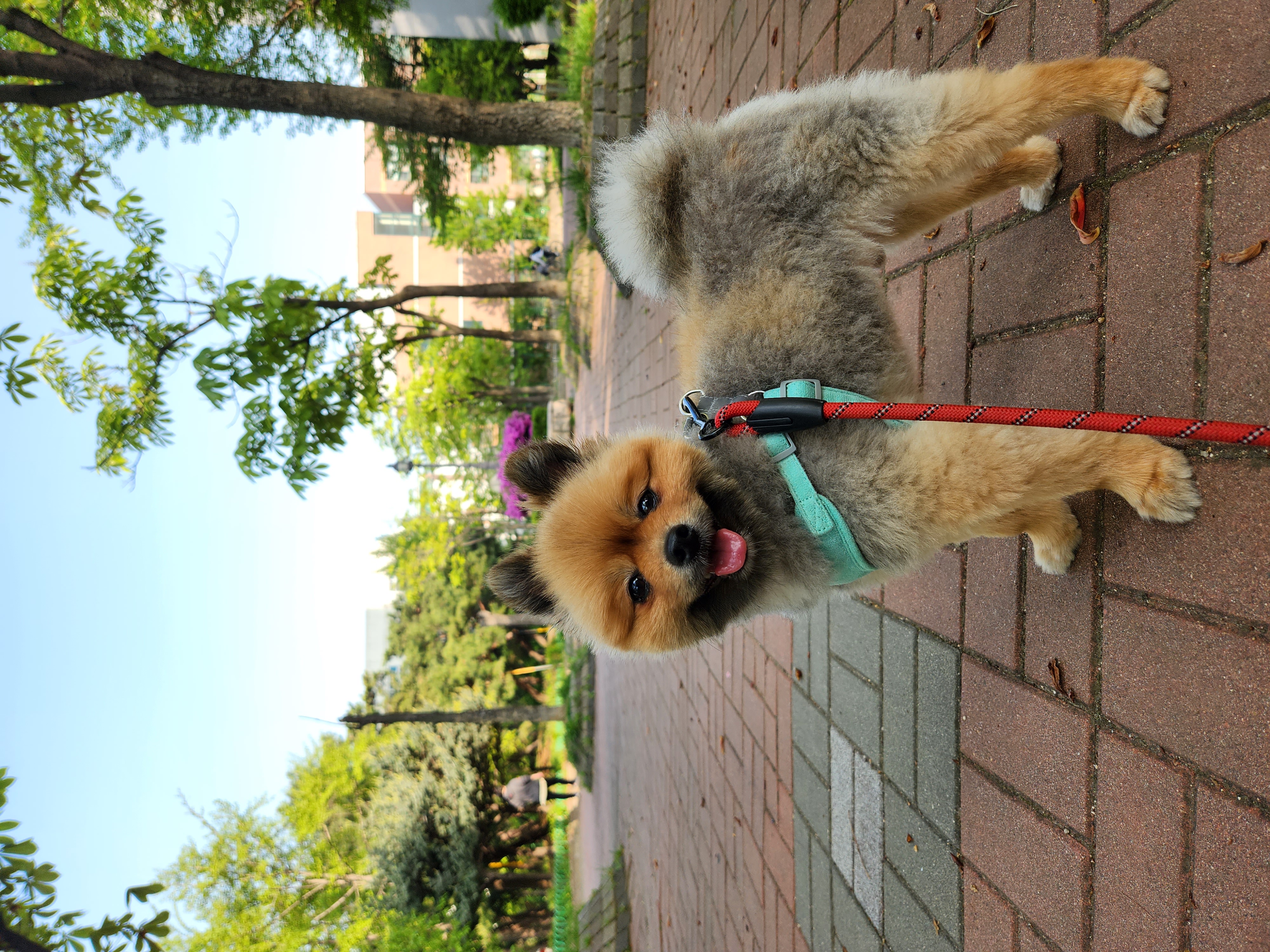 라쿤이 입양 2년차