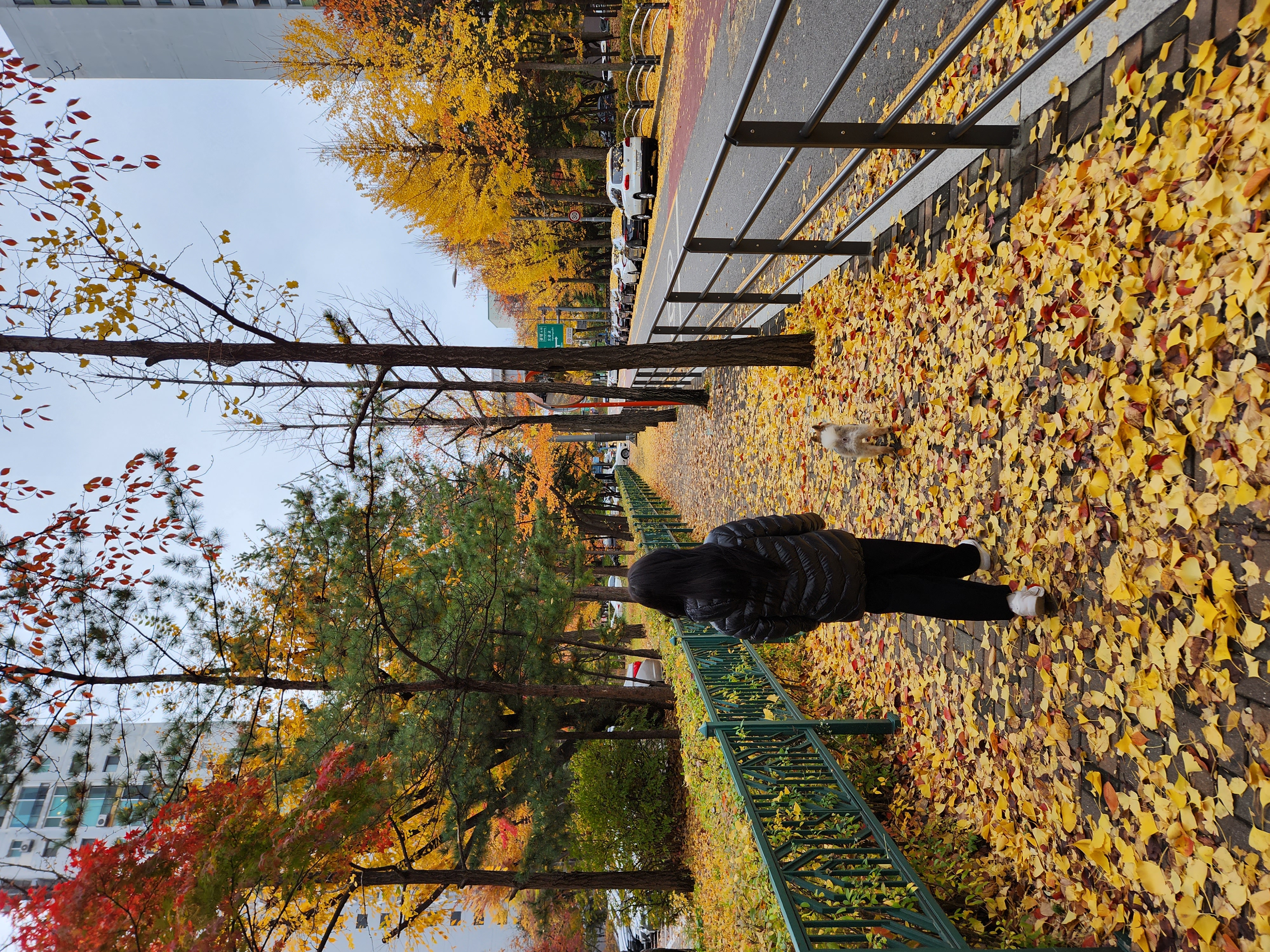 라쿤이 입양 2년차