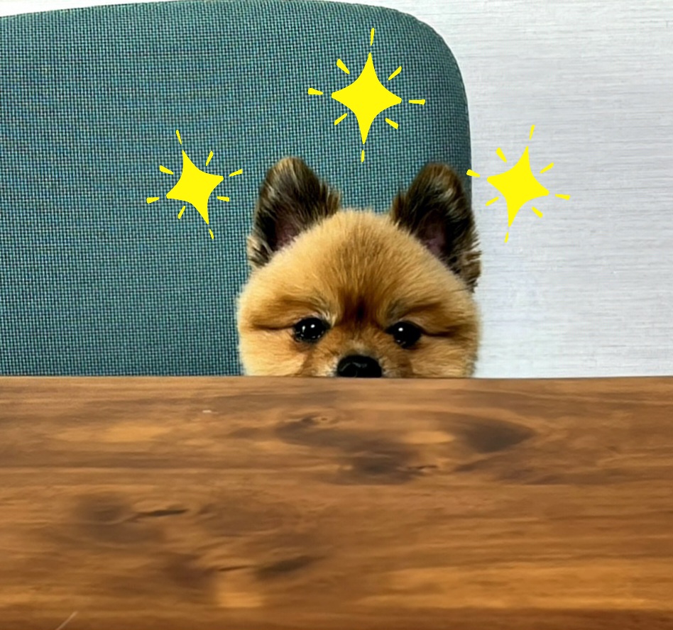 라쿤이 입양 2년차