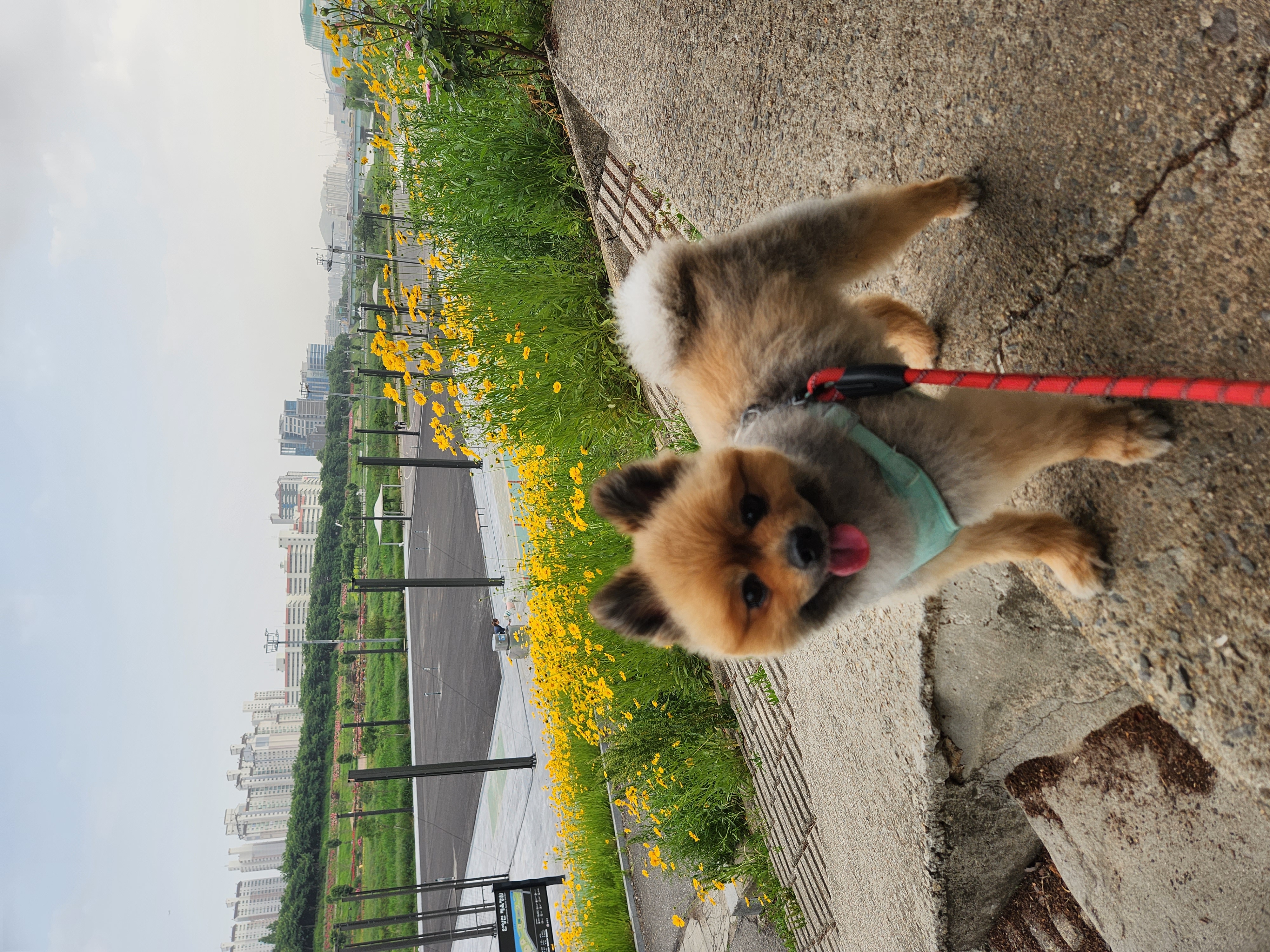 라쿤이 입양 2년차