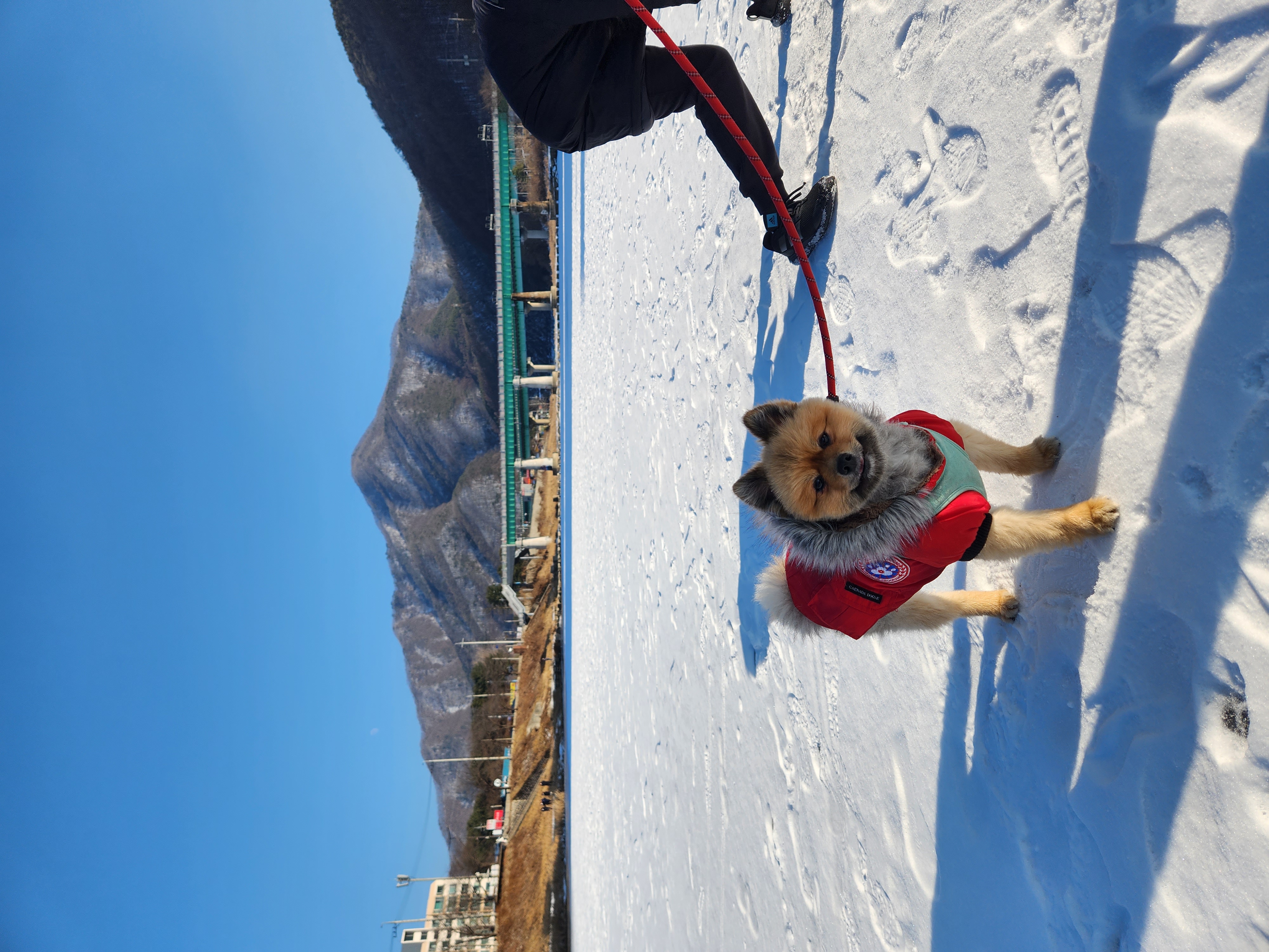 라쿤이 입양 2년차