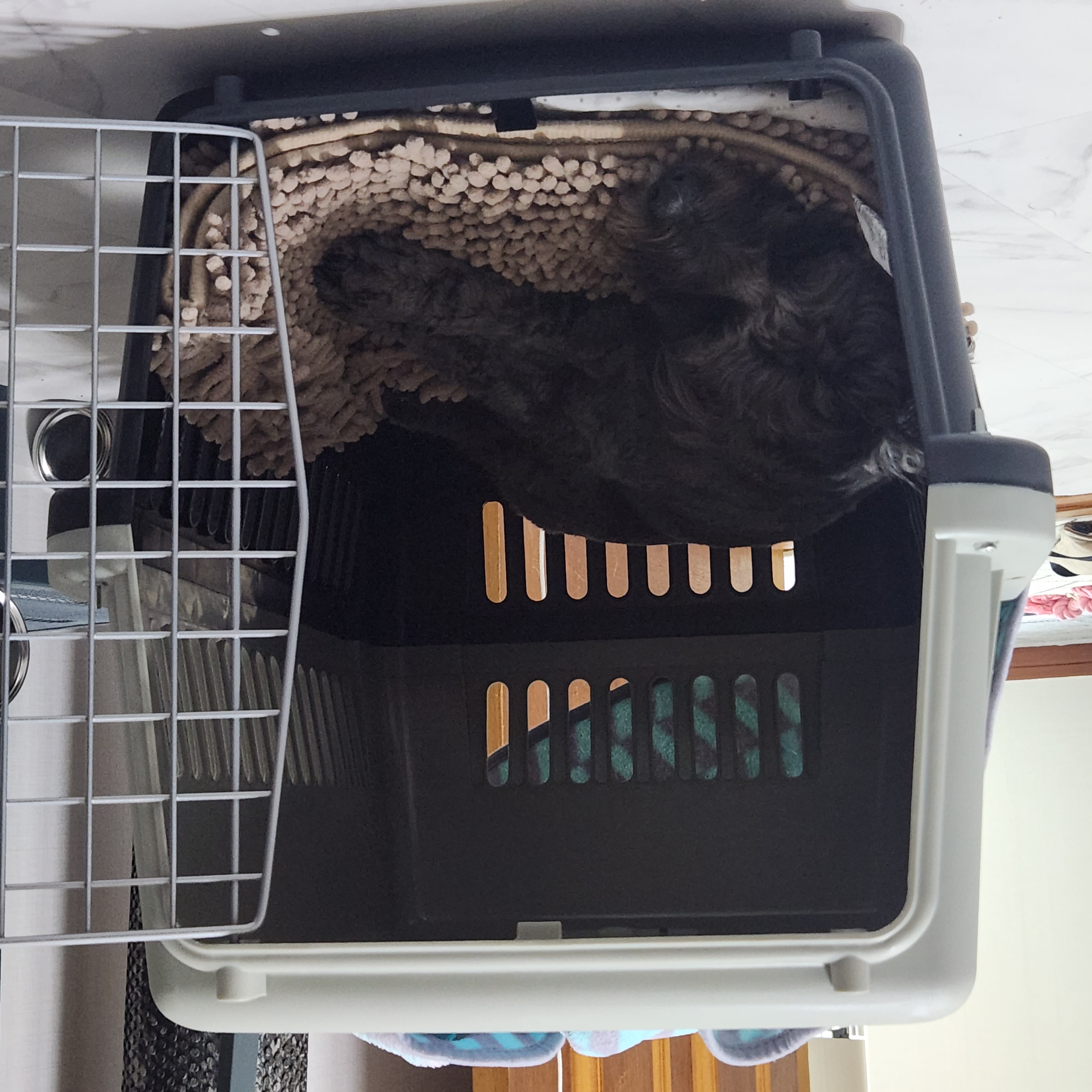 배리(말푸이) 한달입니다!