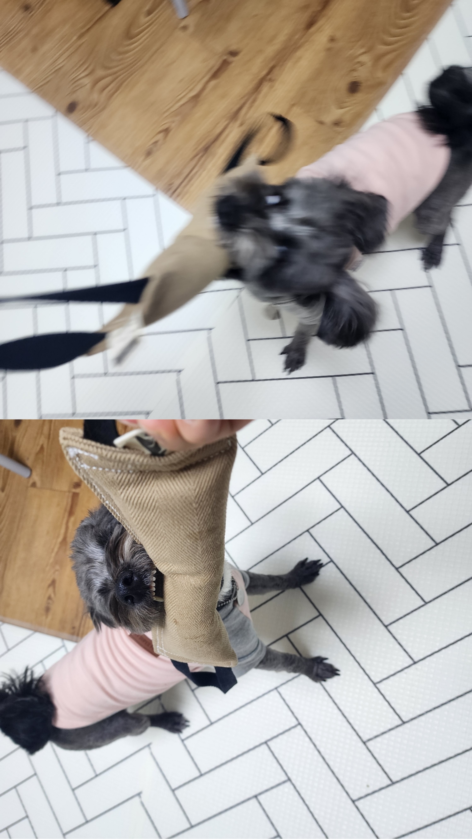 배리(말푸이) 한달입니다!