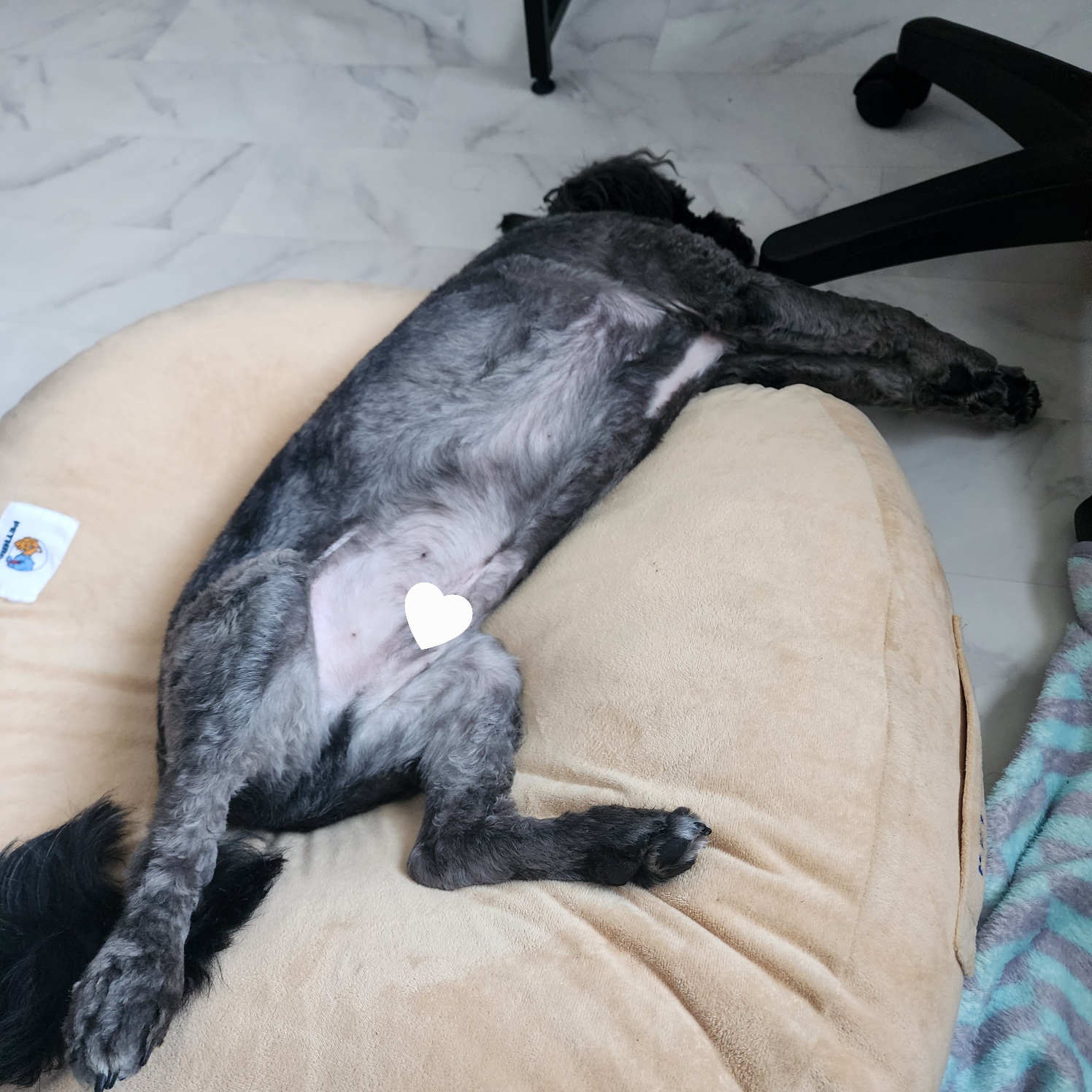 배리(말푸이) 한달입니다!