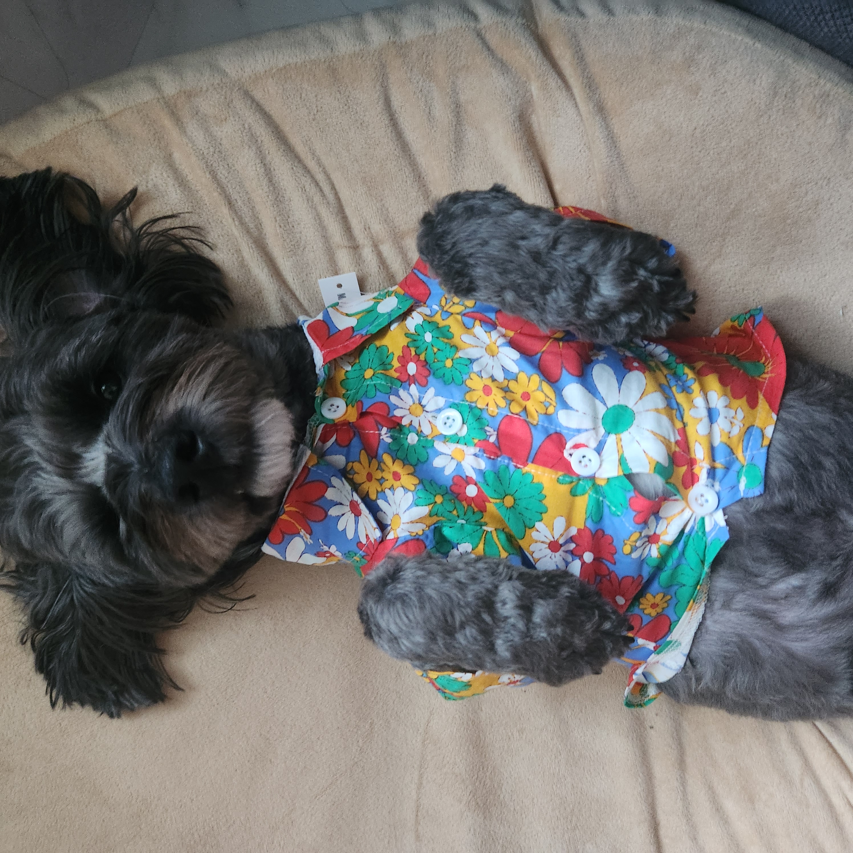 배리(말푸이) 한달입니다!