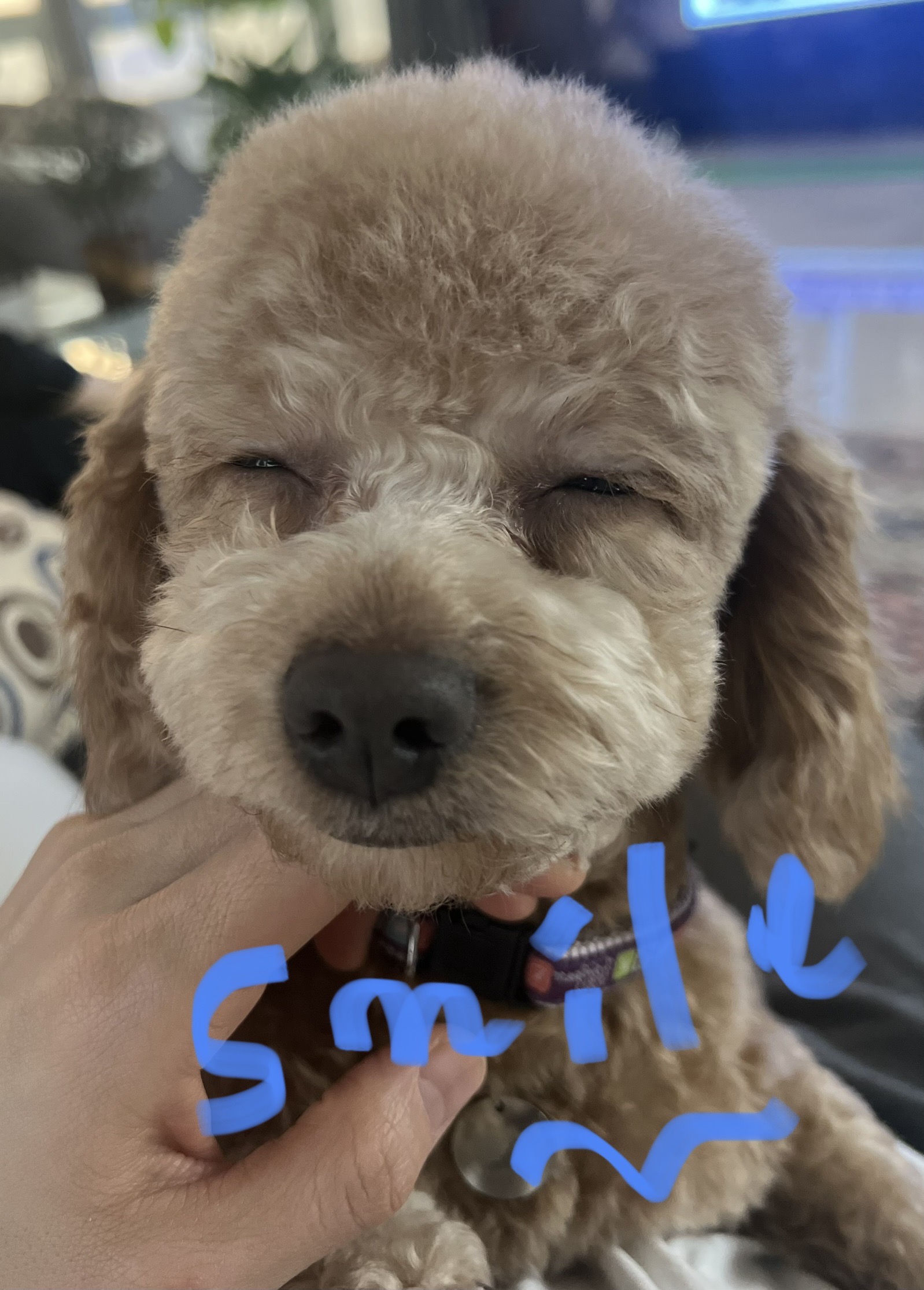 해리 온지3달 넘었어요