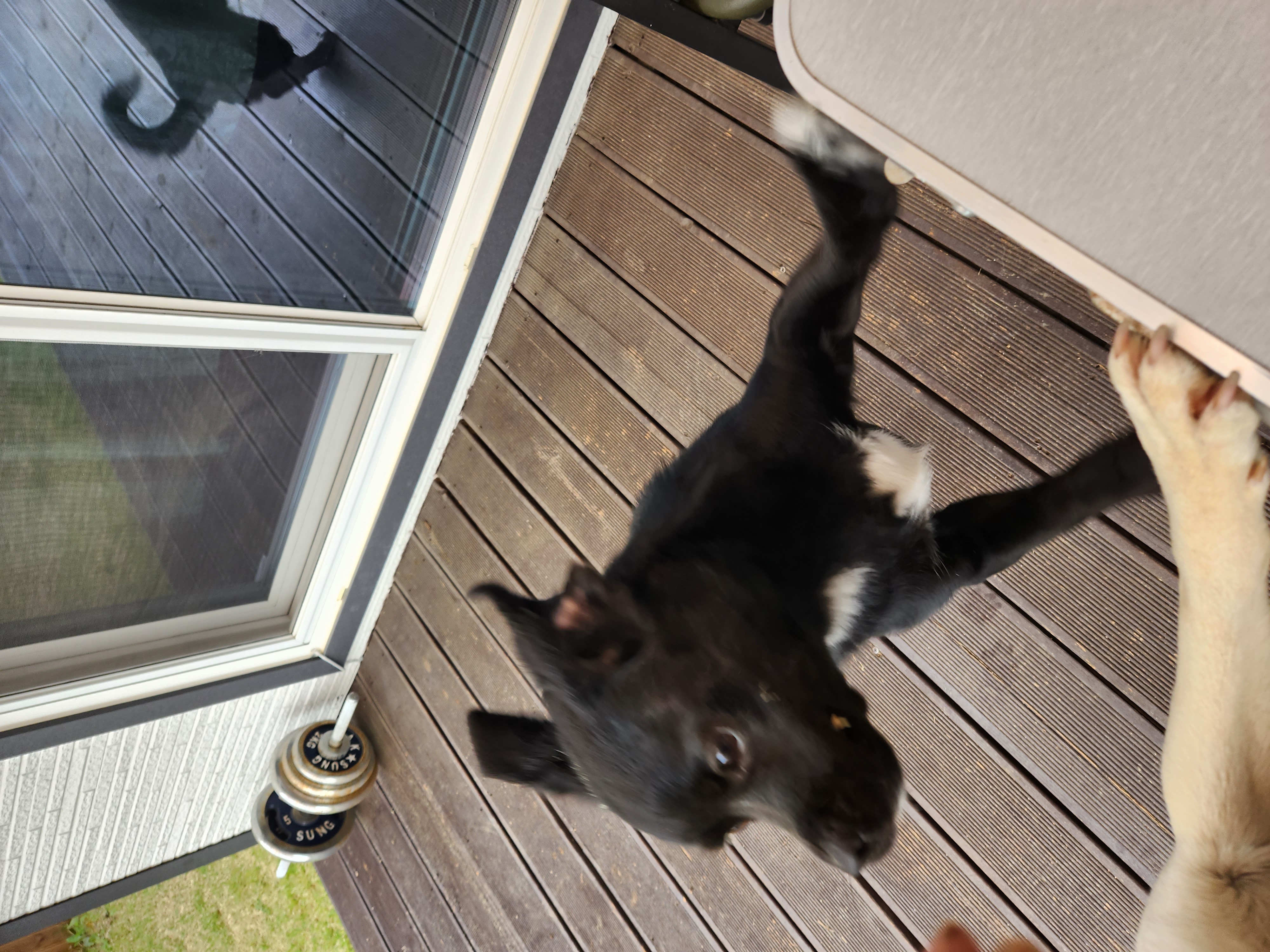 까미(반양이)가 가족이 된 지 일년 됐어요