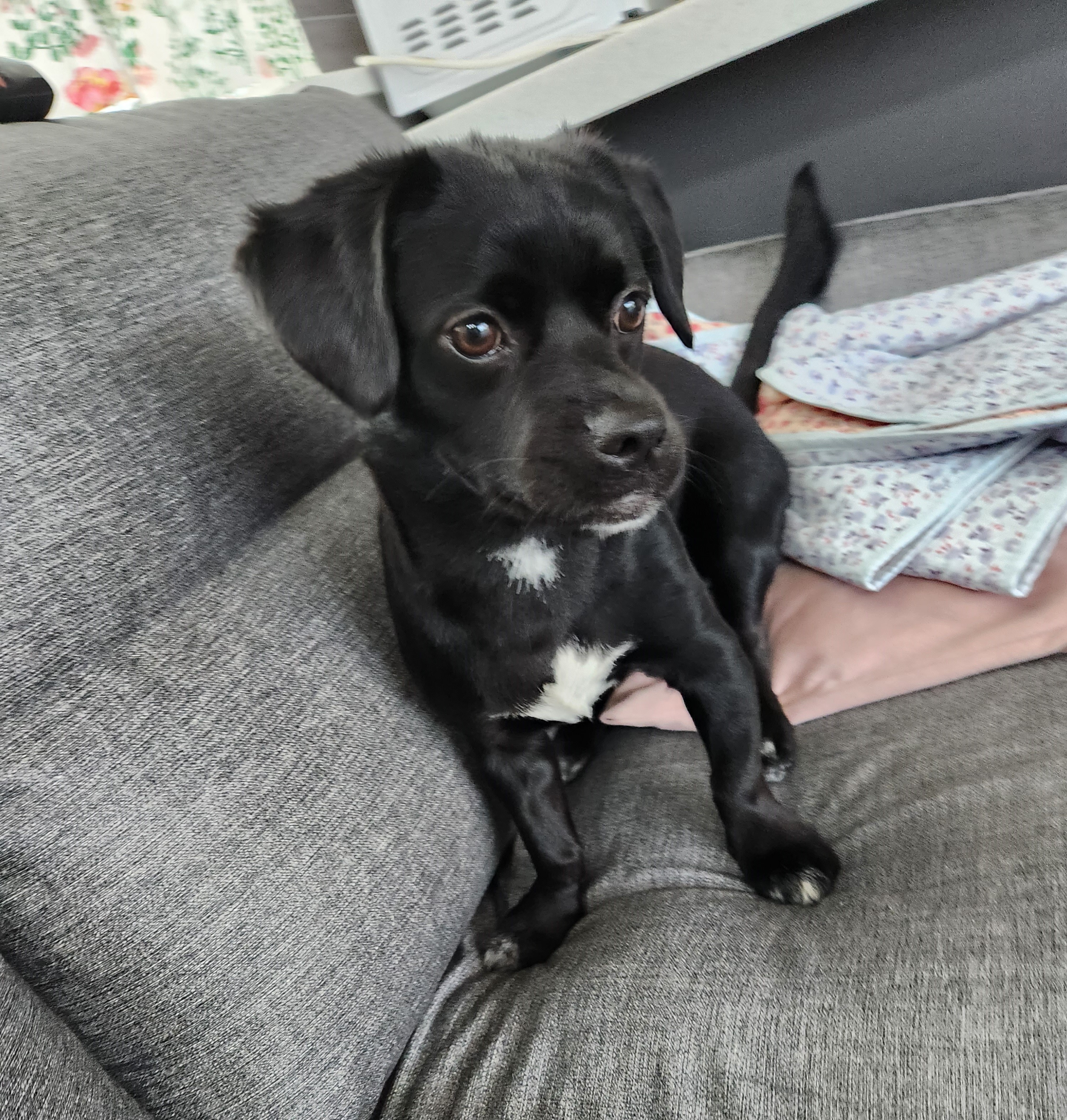 까미(반양이)가 가족이 된 지 일년 됐어요