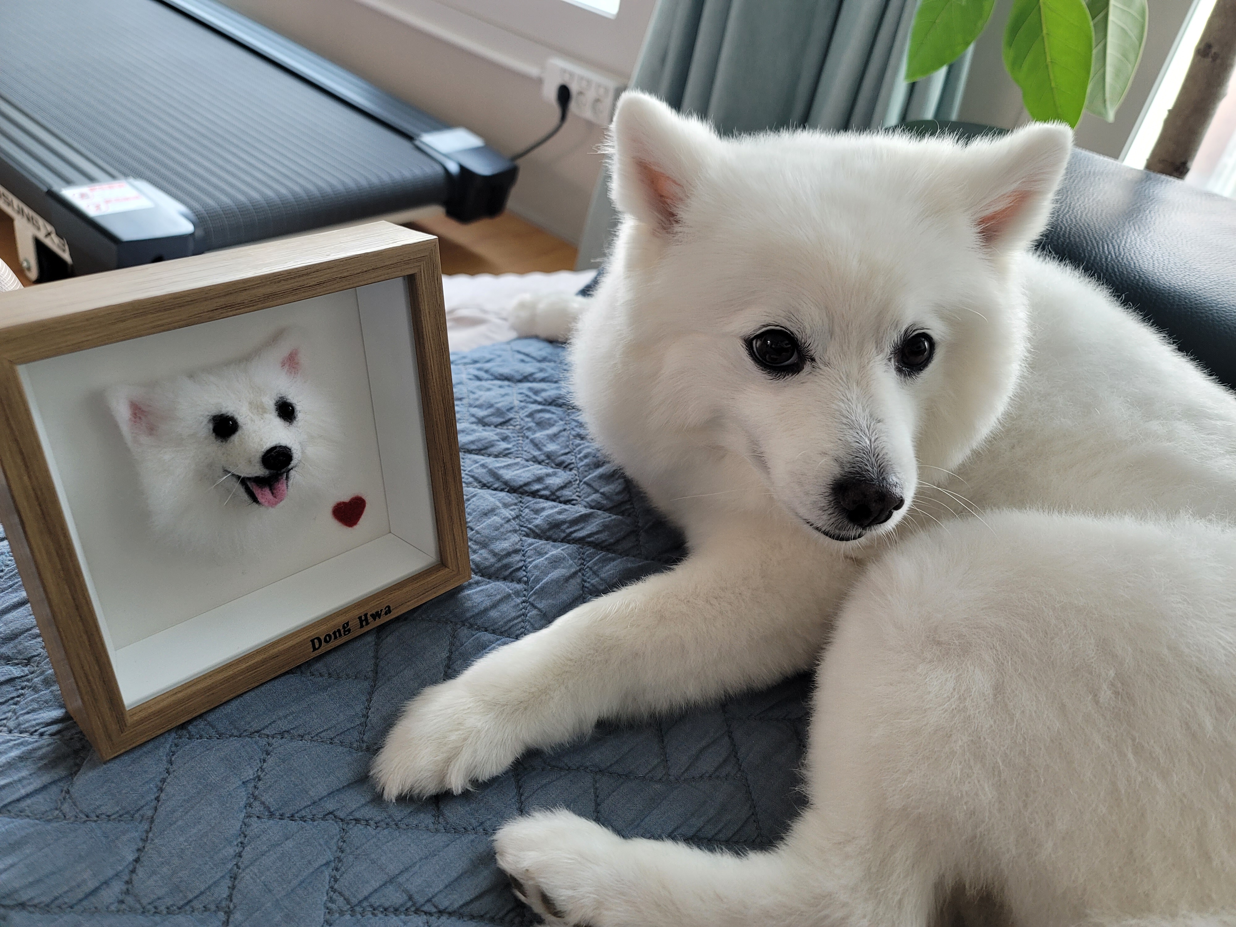 [입양3주년후기] 동화(구.바밤바)와 함께한 3주년 이야기입니다~