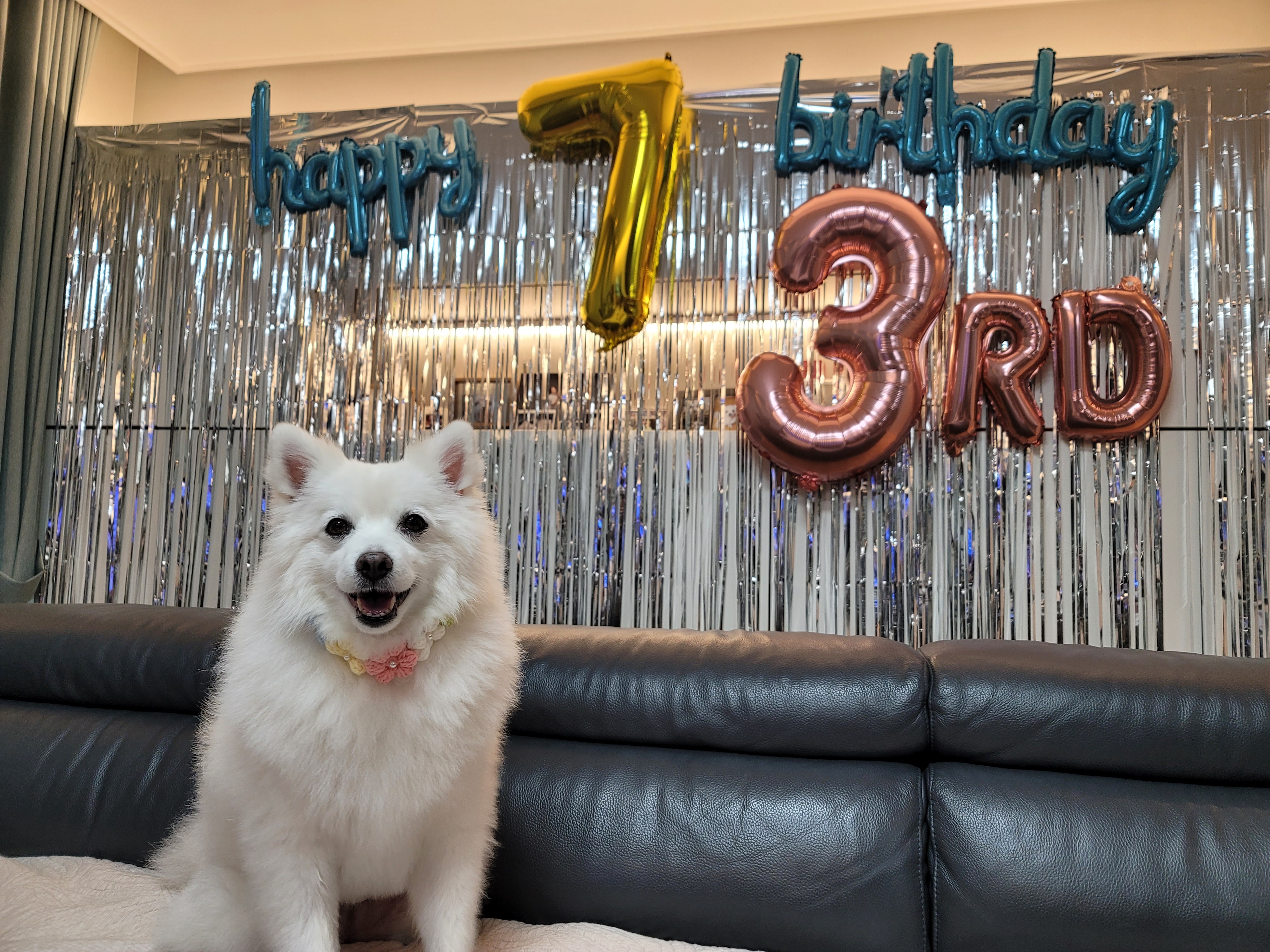 [입양3주년후기] 동화(구.바밤바)와 함께한 3주년 이야기입니다~