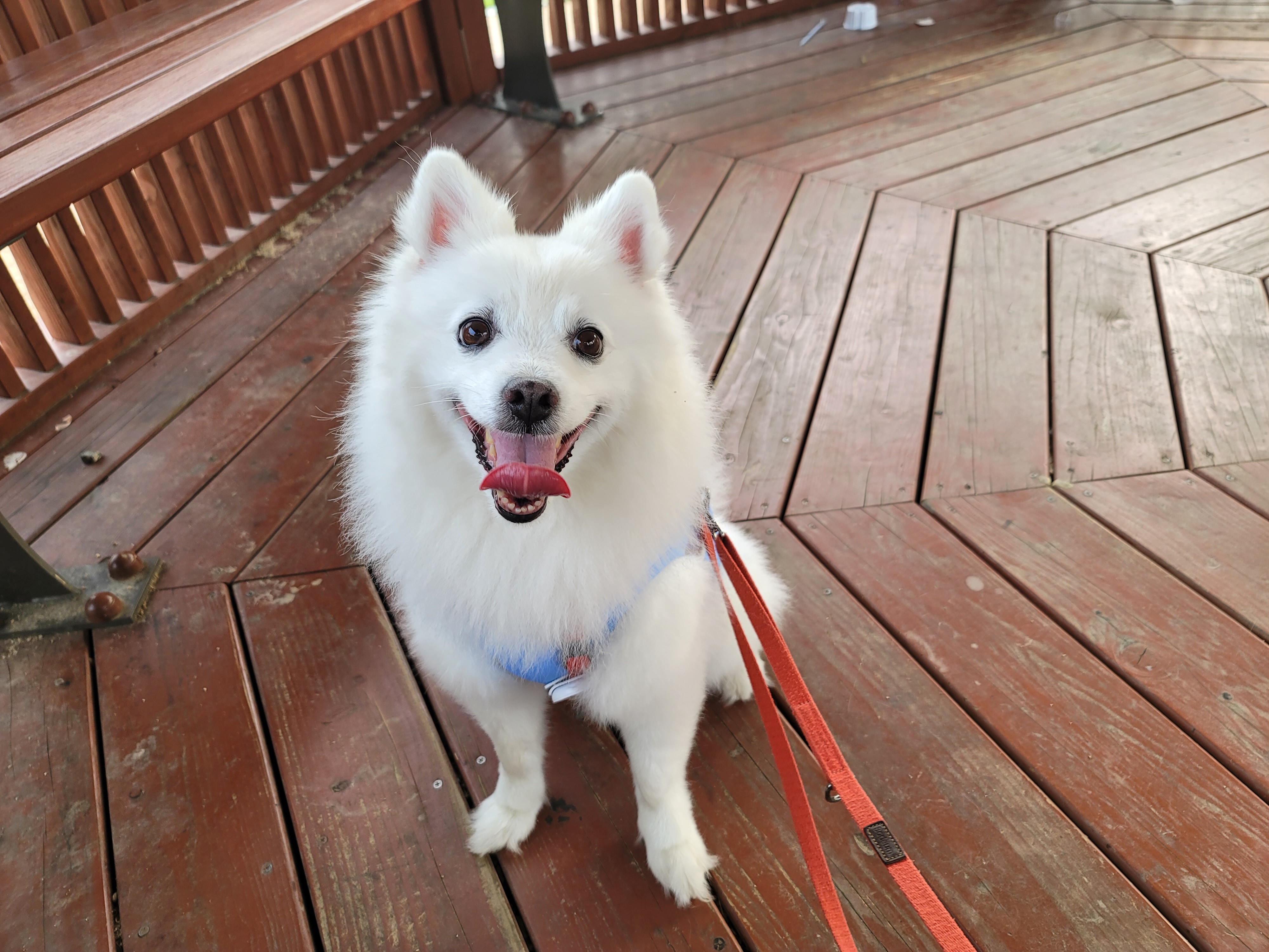 [입양3주년후기] 동화(구.바밤바)와 함께한 3주년 이야기입니다~