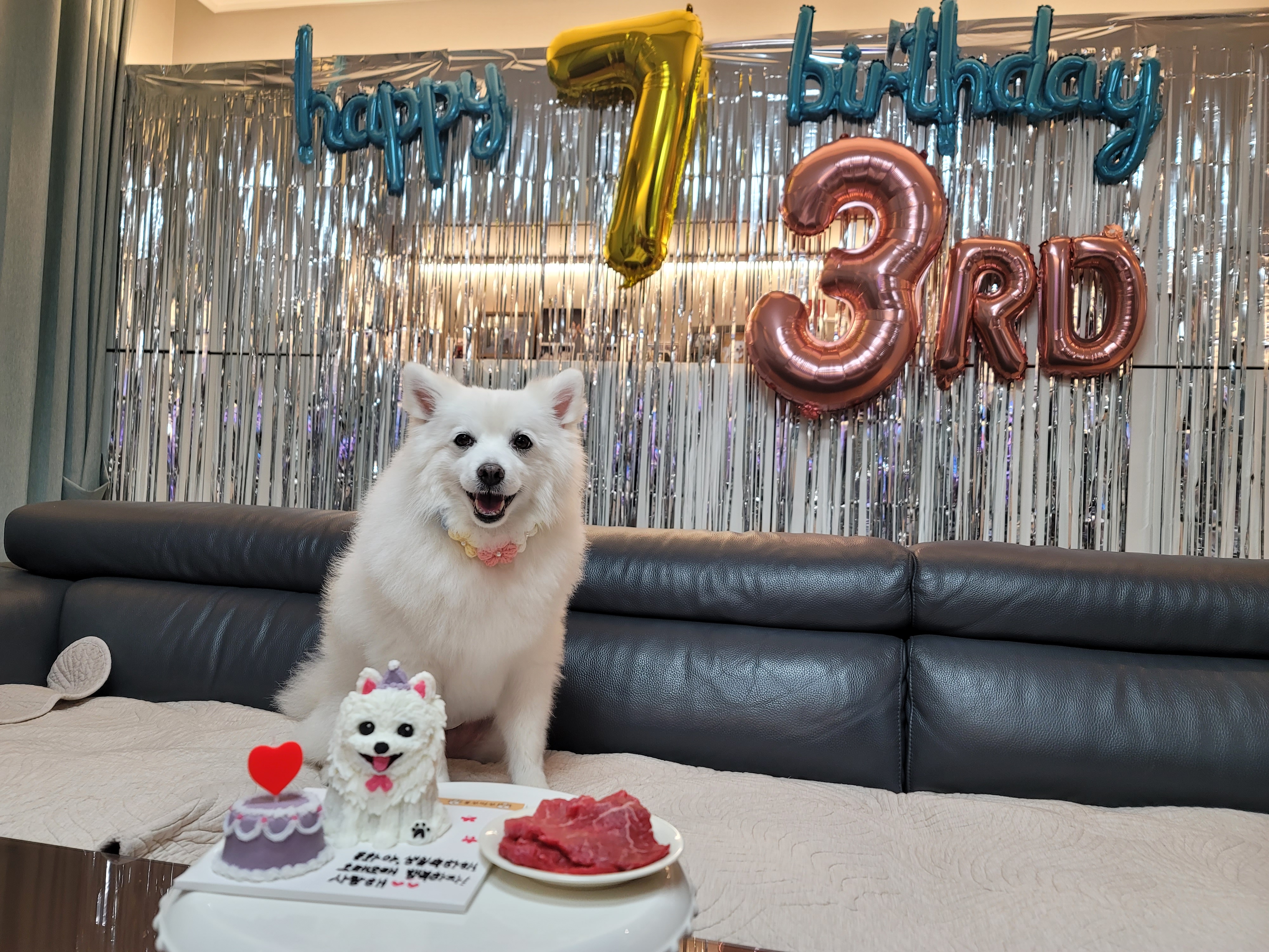 [입양3주년후기] 동화(구.바밤바)와 함께한 3주년 이야기입니다~