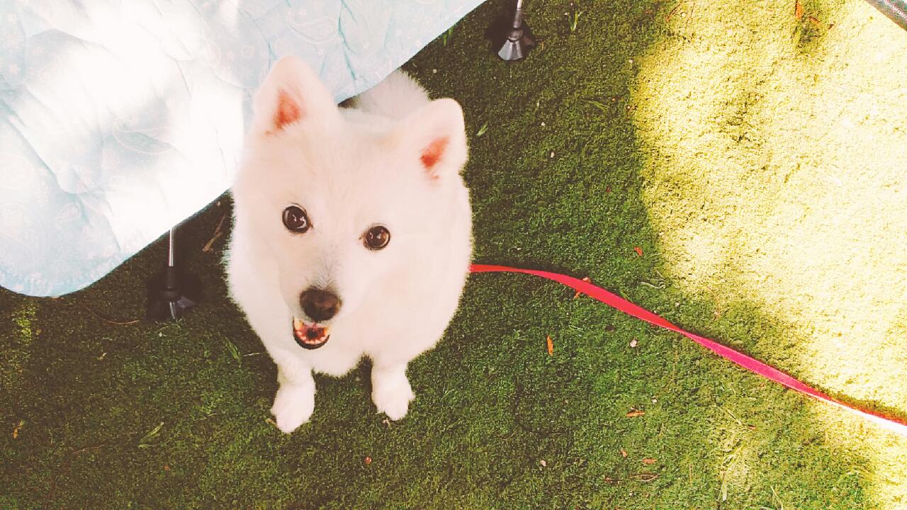 [입양3주년후기] 동화(구.바밤바)와 함께한 3주년 이야기입니다~