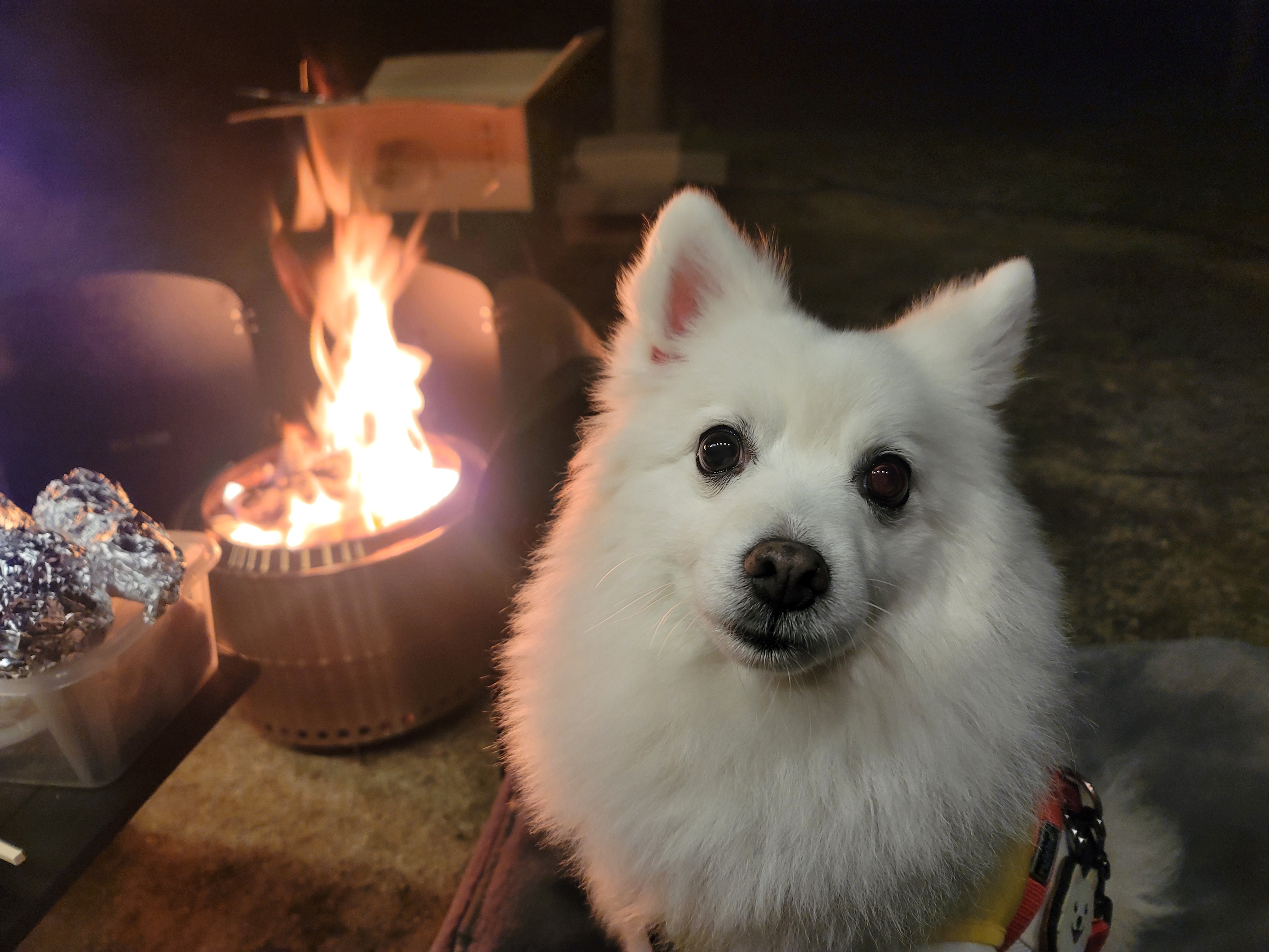 [입양3주년후기] 동화(구.바밤바)와 함께한 3주년 이야기입니다~