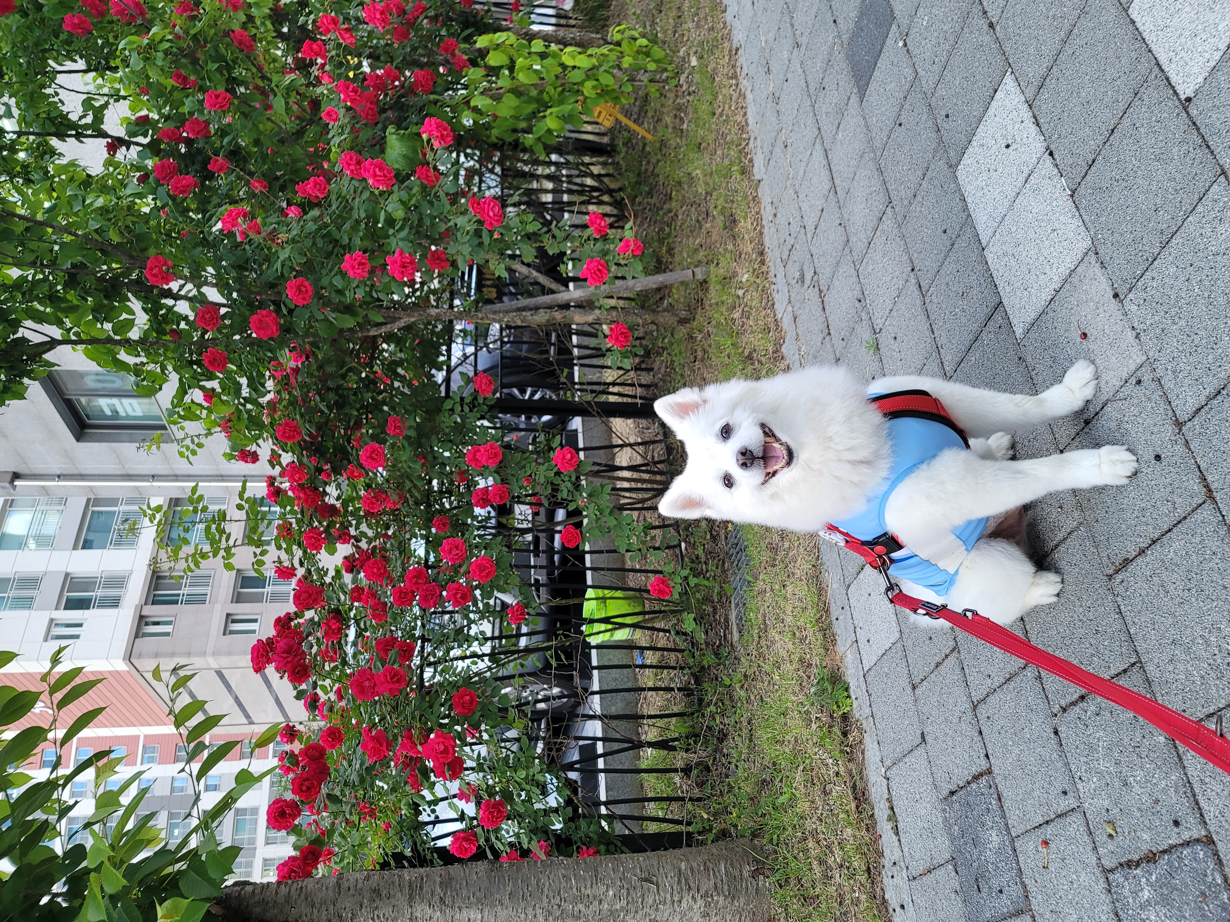 [입양3주년후기] 동화(구.바밤바)와 함께한 3주년 이야기입니다~