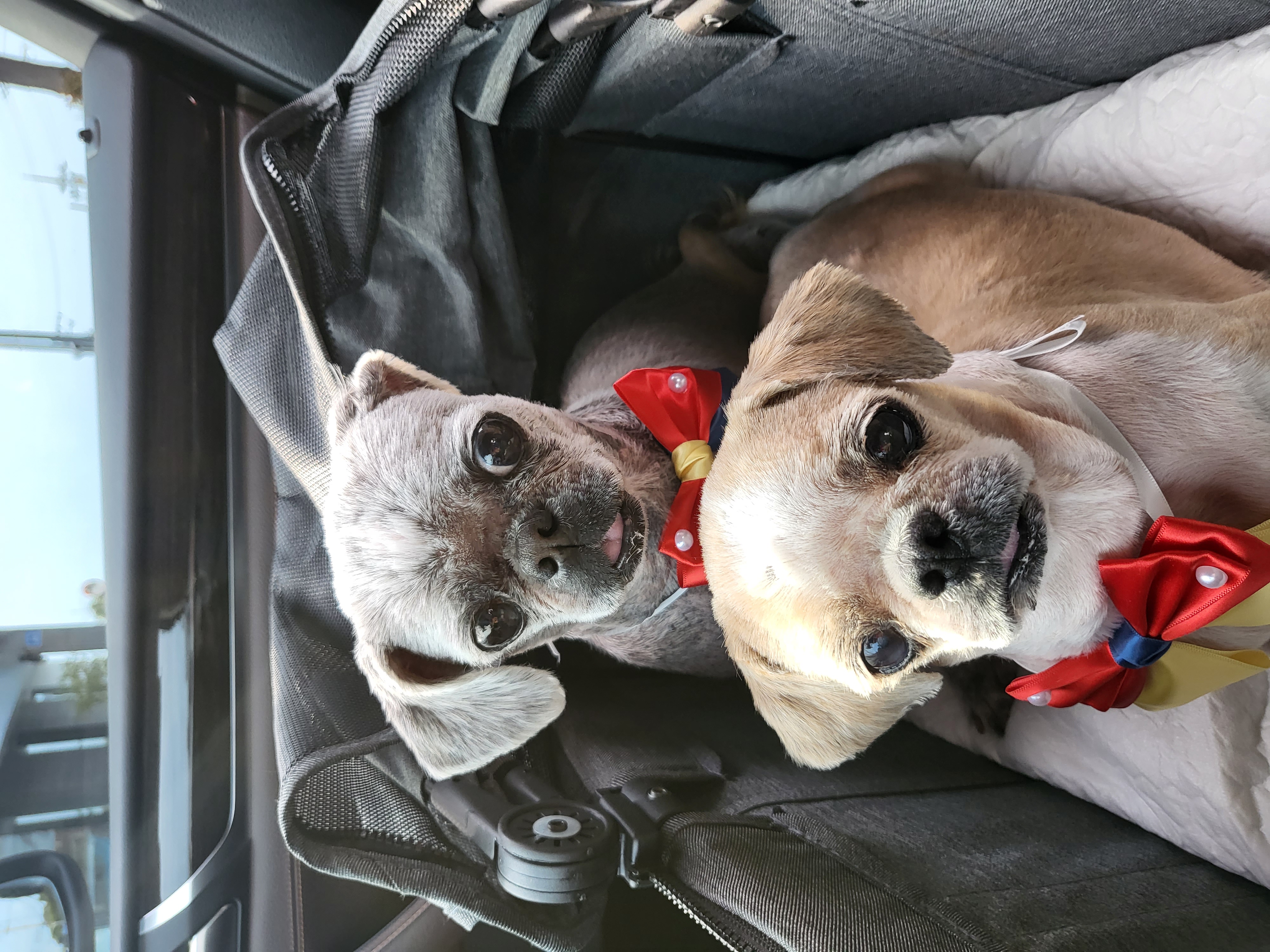 율무와 수수(춘식) 3개월 이야기 입니다.