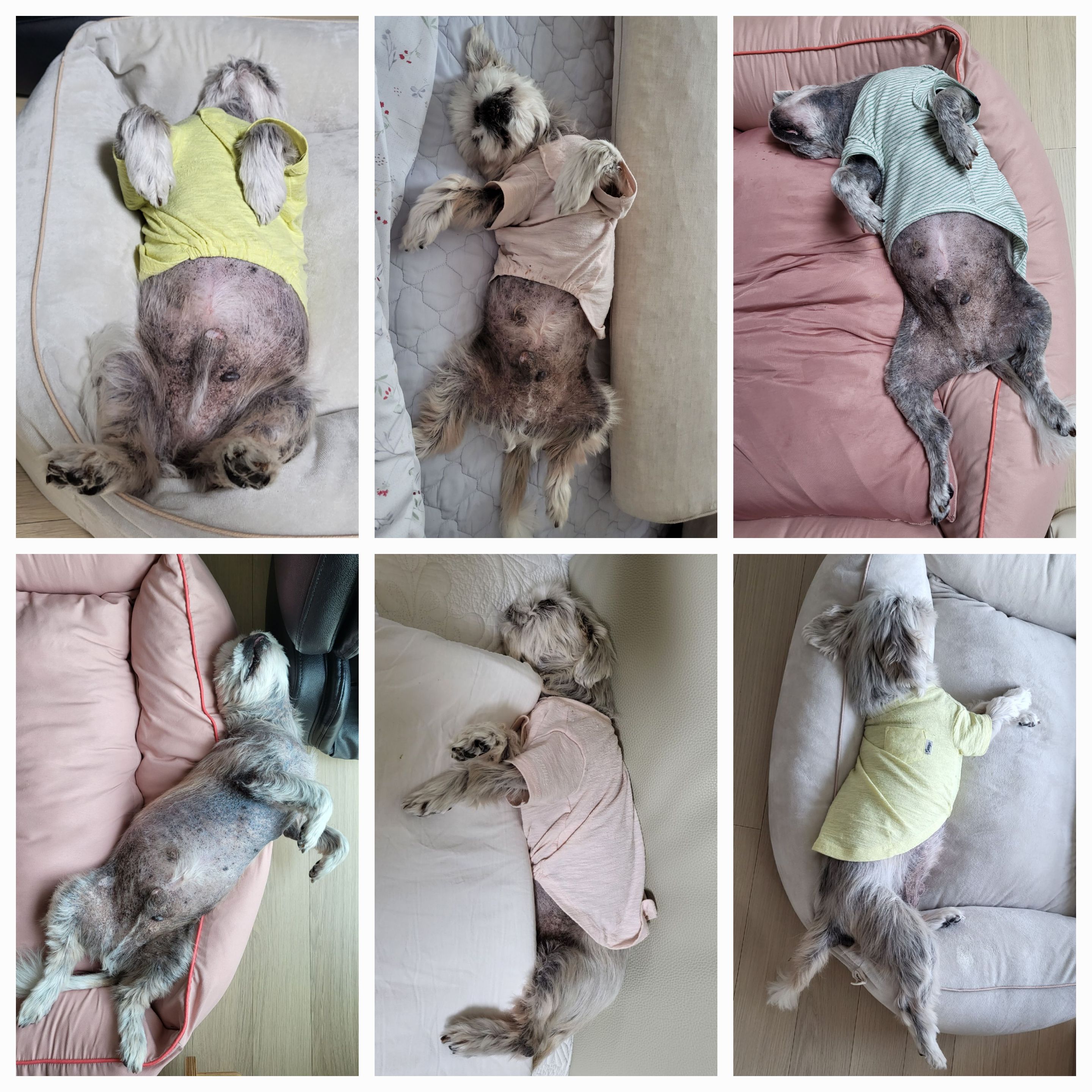 율무와 수수(춘식) 3개월 이야기 입니다.