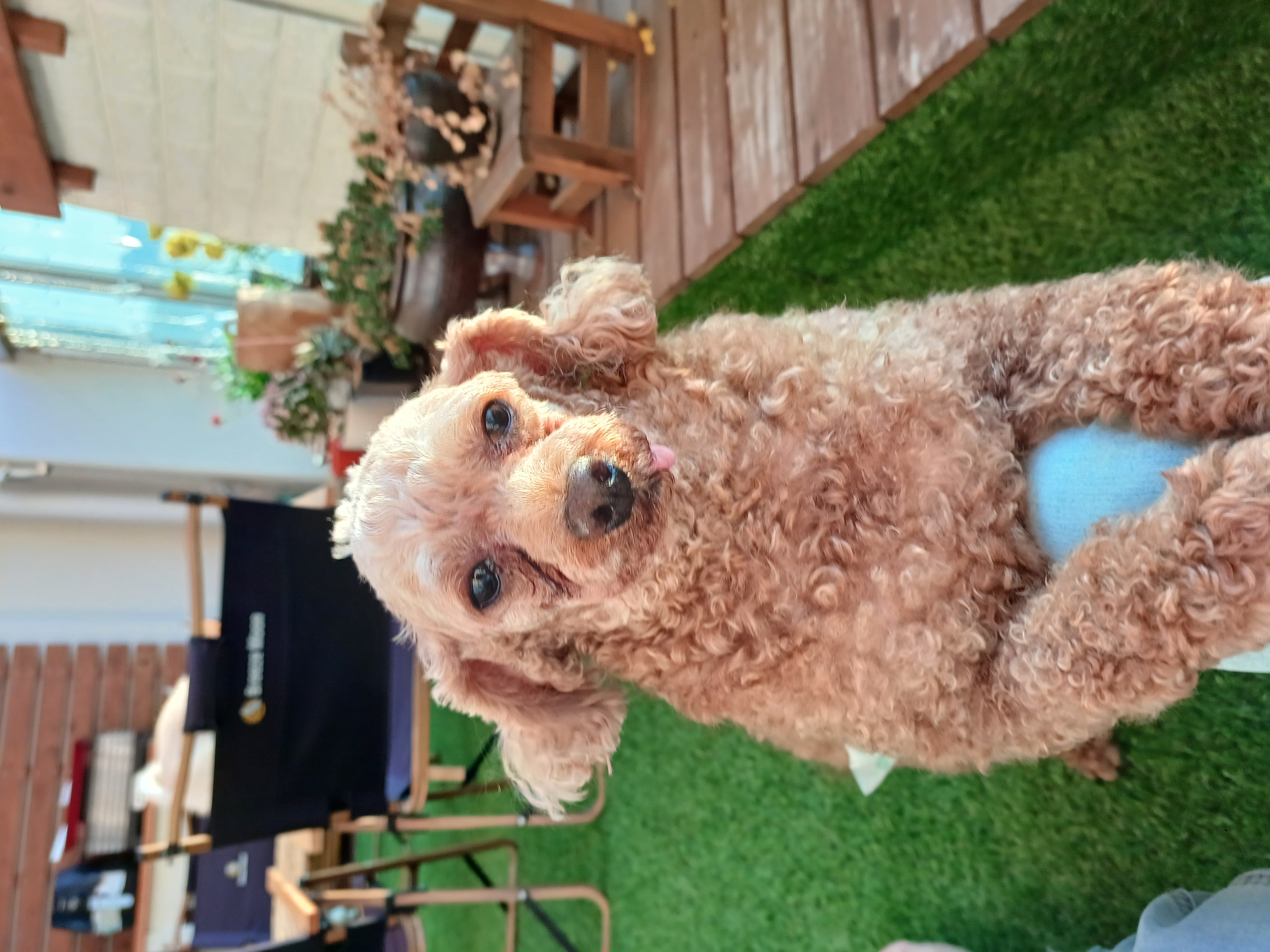 퐁듀(현ㆍ뽀비) 소식드려요^^