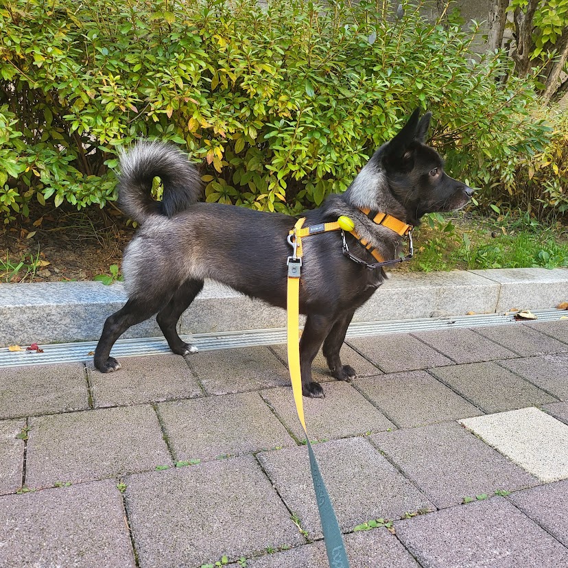 달곰이(옐로우)가 가족이 된 지 벌써 1년이 되었네요.