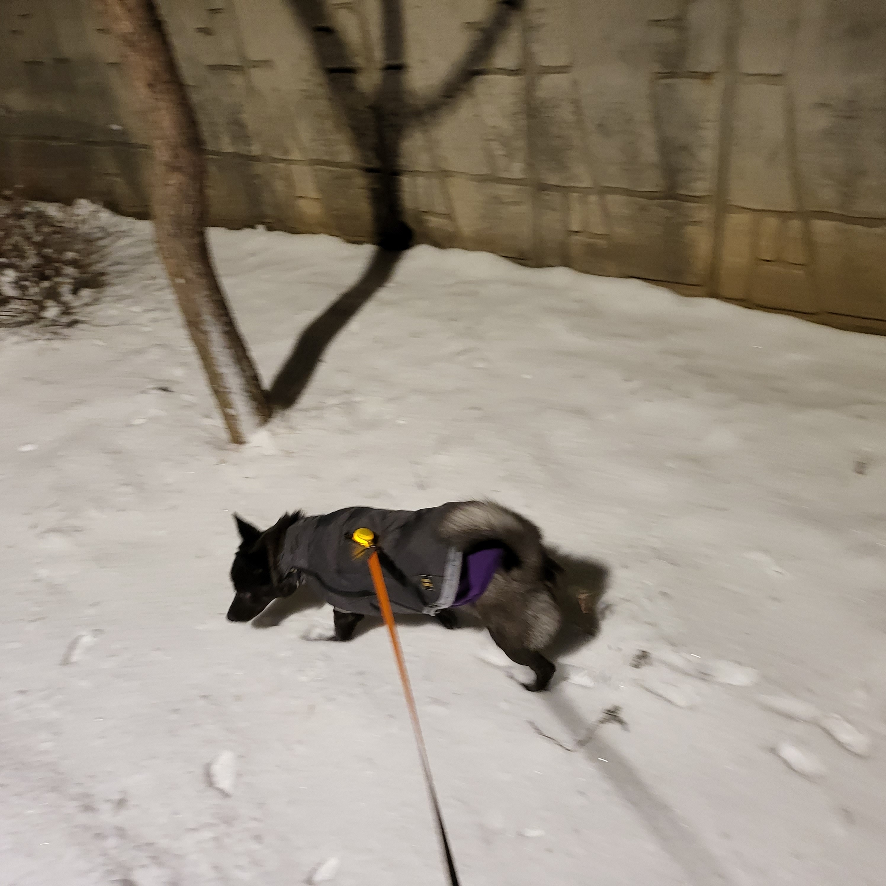 달곰이(옐로우)가 가족이 된 지 벌써 1년이 되었네요.