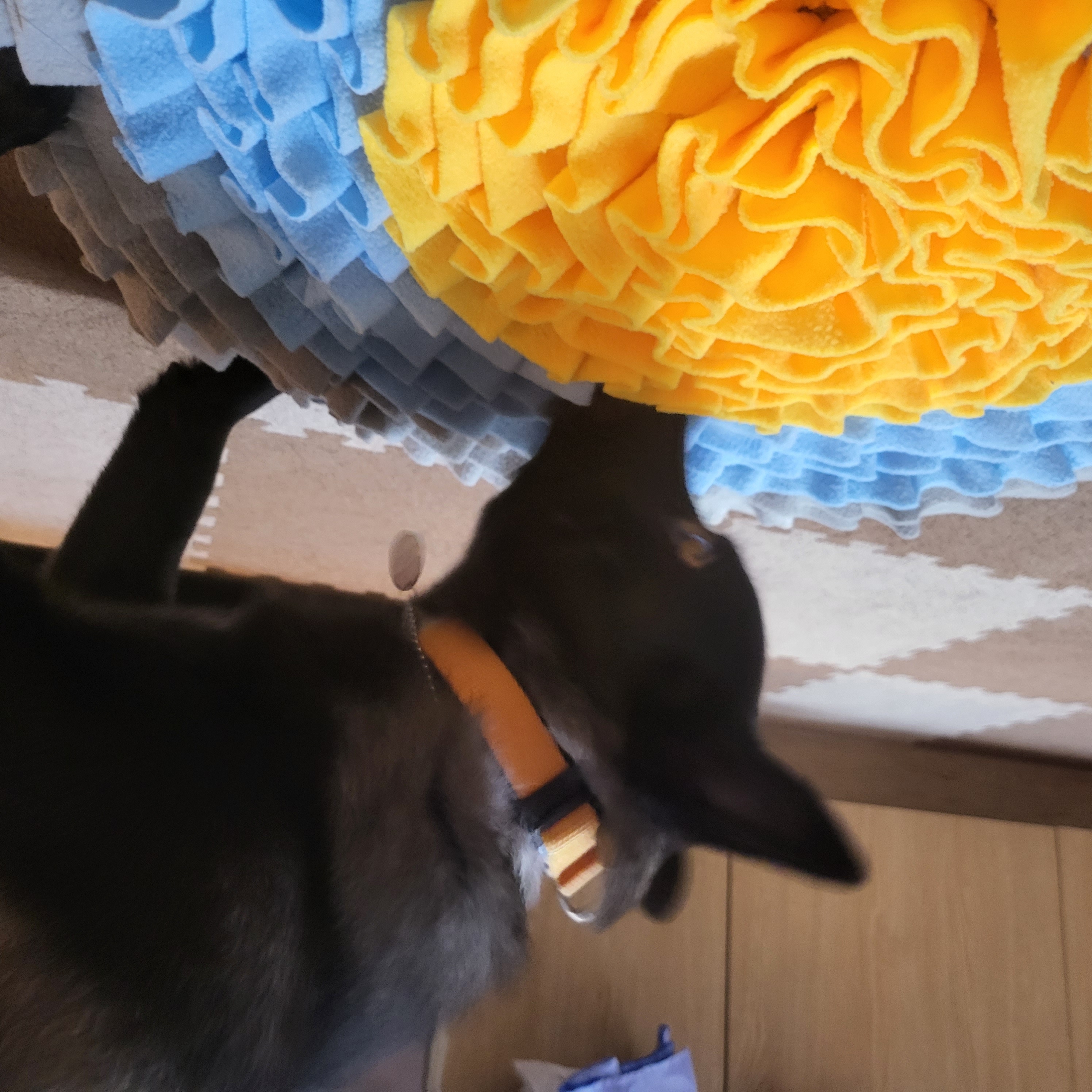 달곰이(옐로우)가 가족이 된 지 벌써 1년이 되었네요.