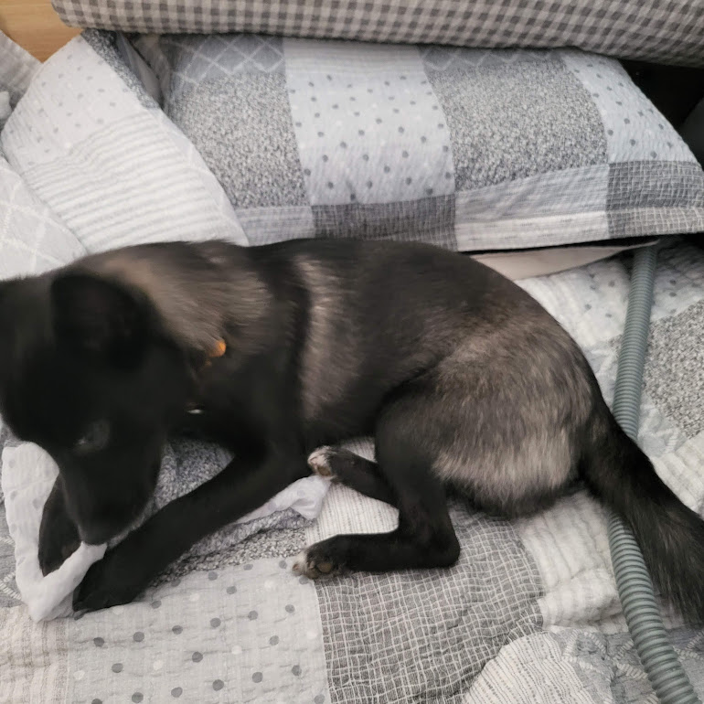 달곰이(옐로우)가 가족이 된 지 벌써 1년이 되었네요.