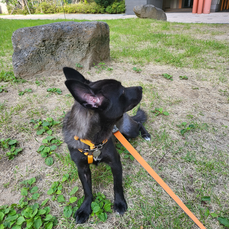 달곰이(옐로우)가 가족이 된 지 벌써 1년이 되었네요.