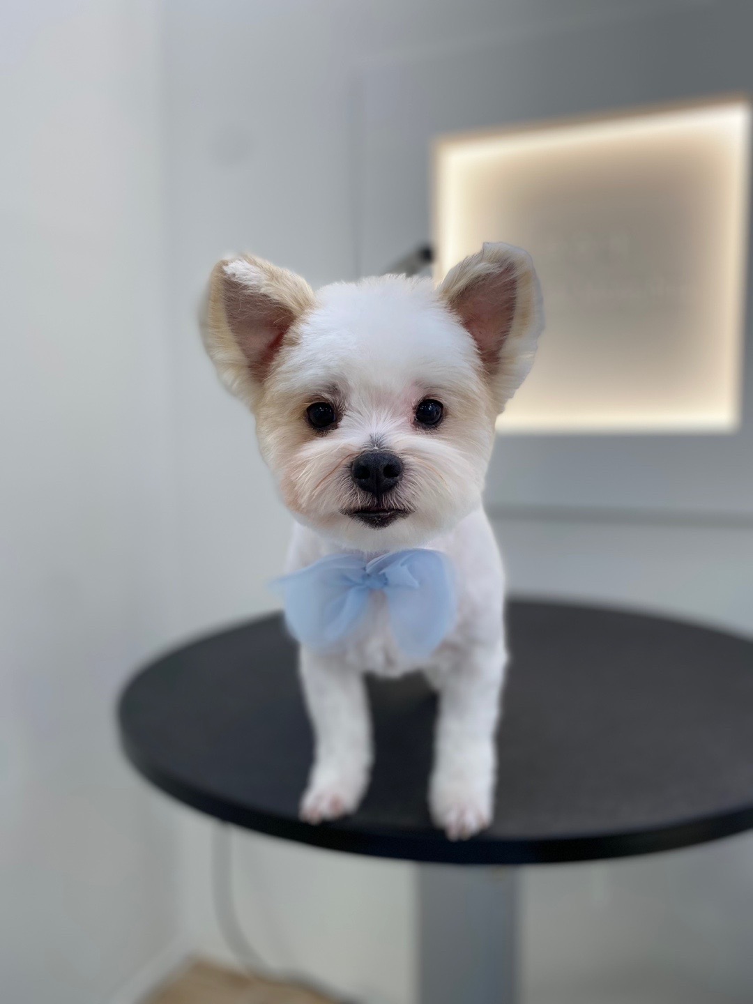 바밤(구 아금이) 입양 한달째 소식 알려드려요:) 