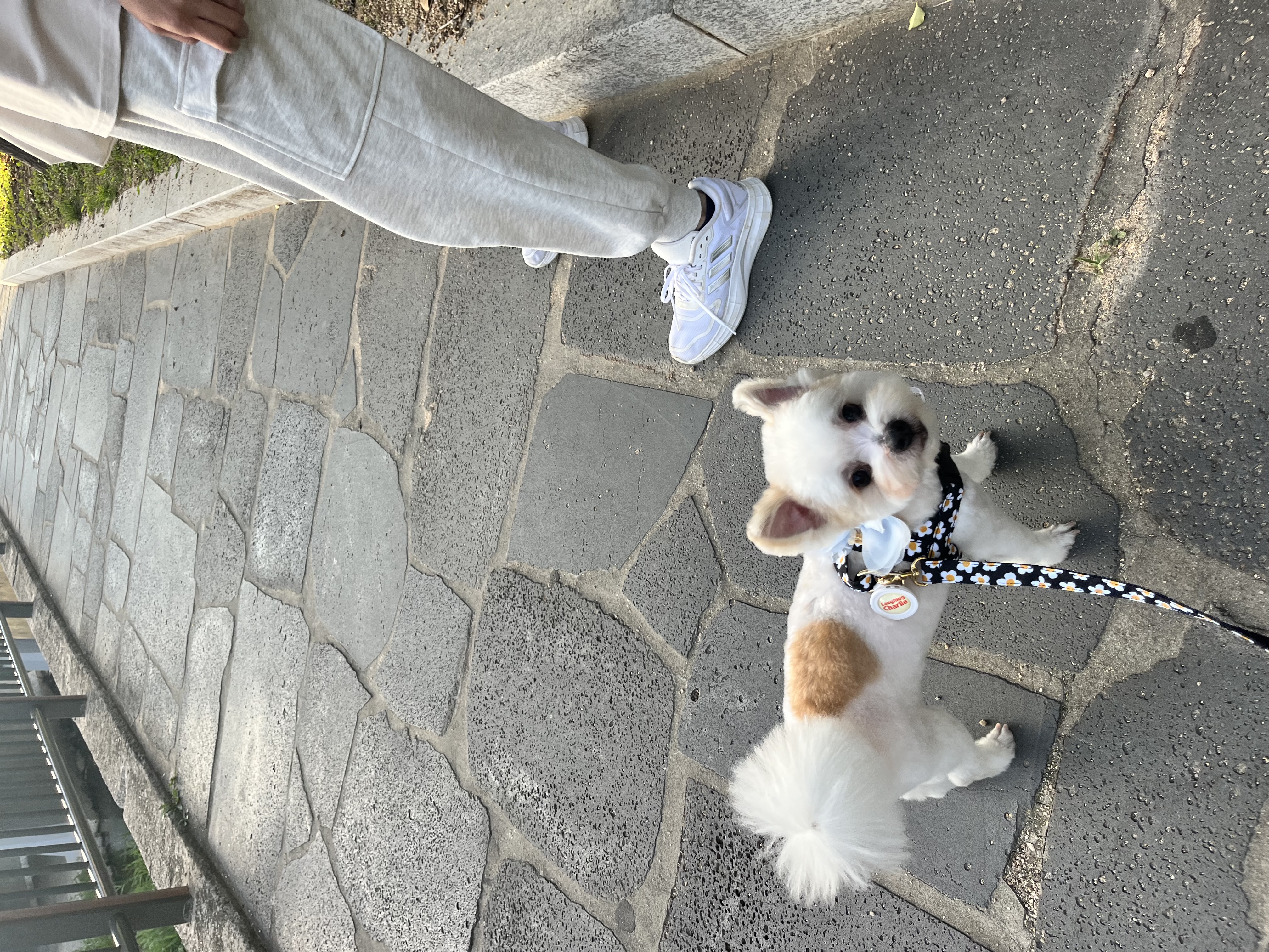 바밤(구 아금이) 입양 한달째 소식 알려드려요:) 