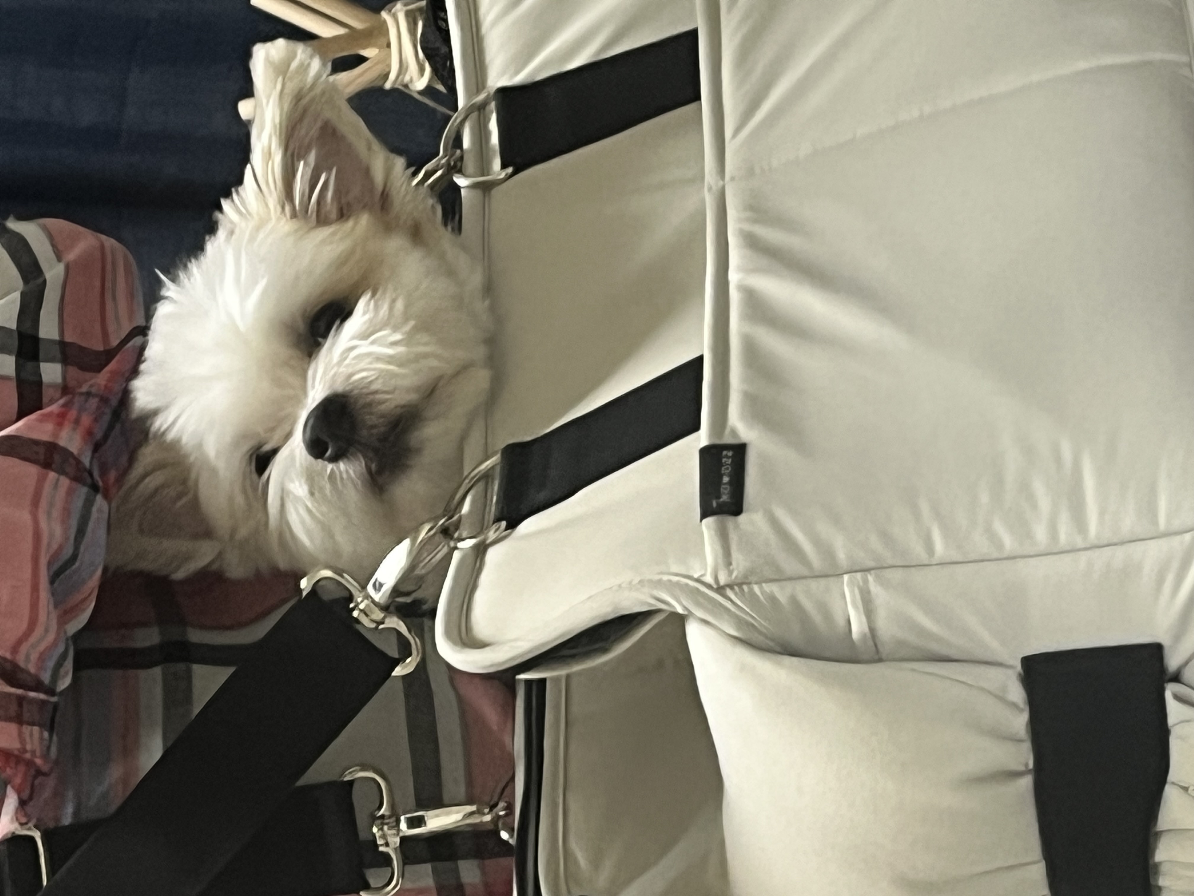 바밤(구 아금이) 입양 한달째 소식 알려드려요:) 