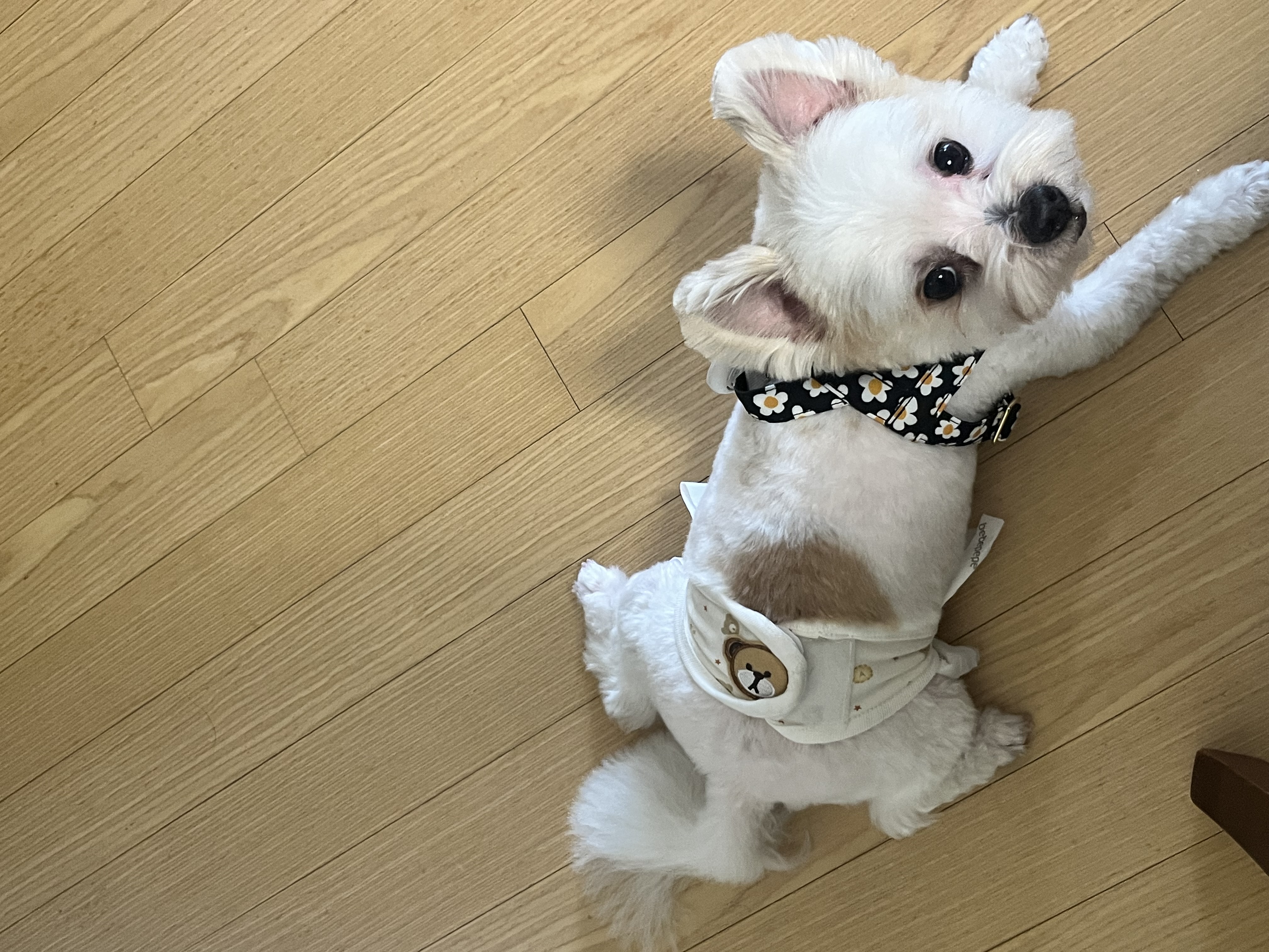 바밤(구 아금이) 입양 한달째 소식 알려드려요:) 