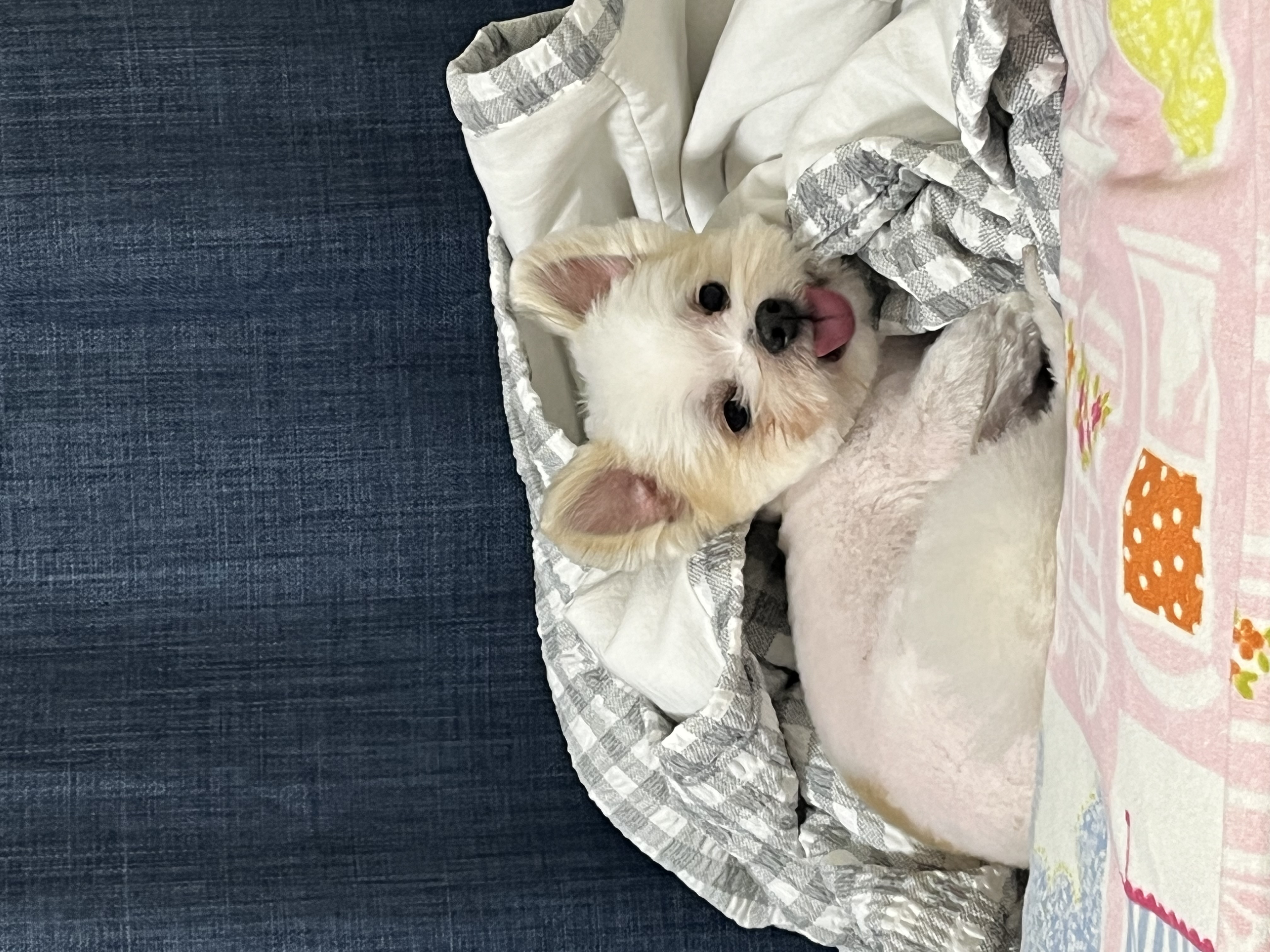 바밤(구 아금이) 입양 한달째 소식 알려드려요:) 