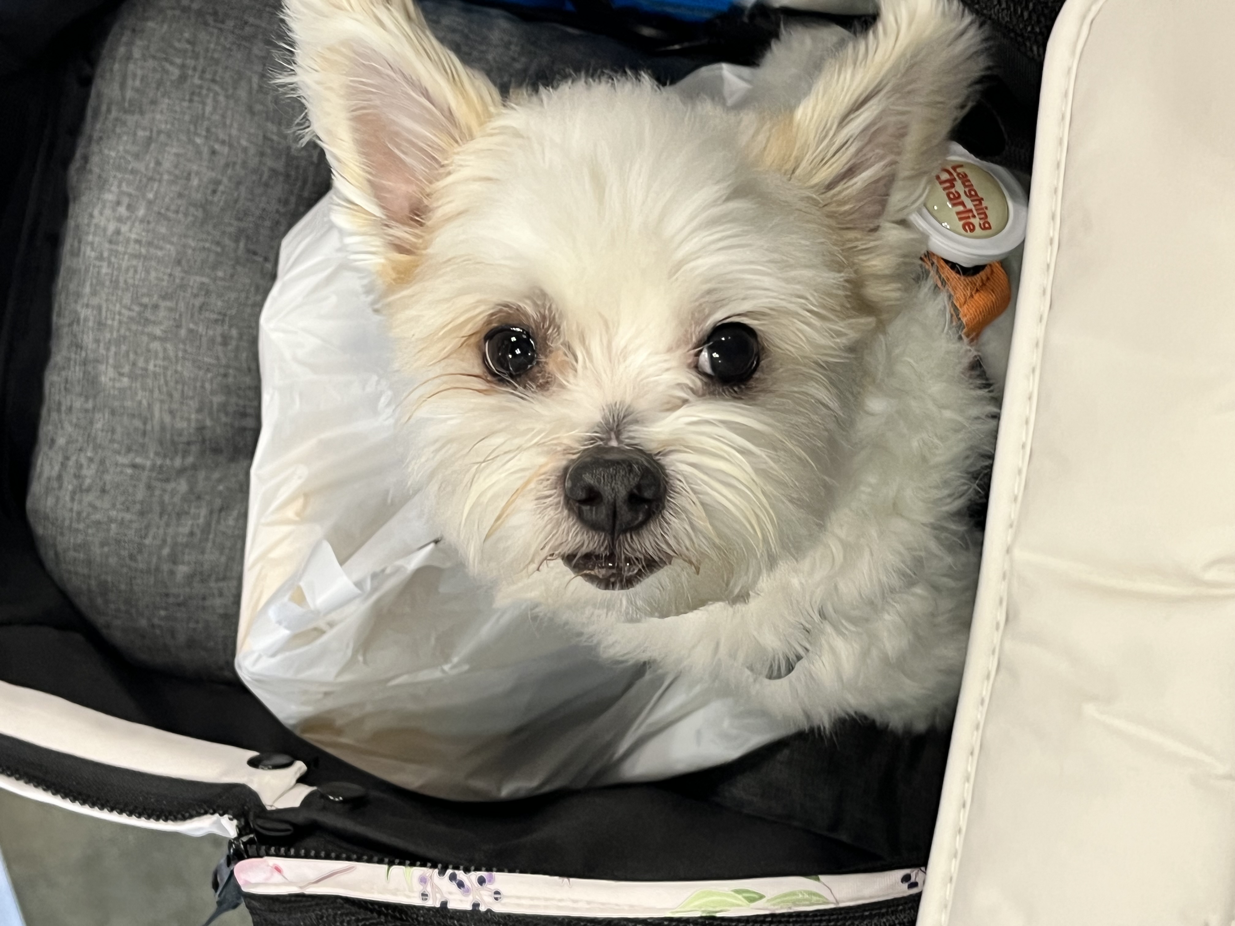 바밤(구 아금이) 입양 한달째 소식 알려드려요:) 