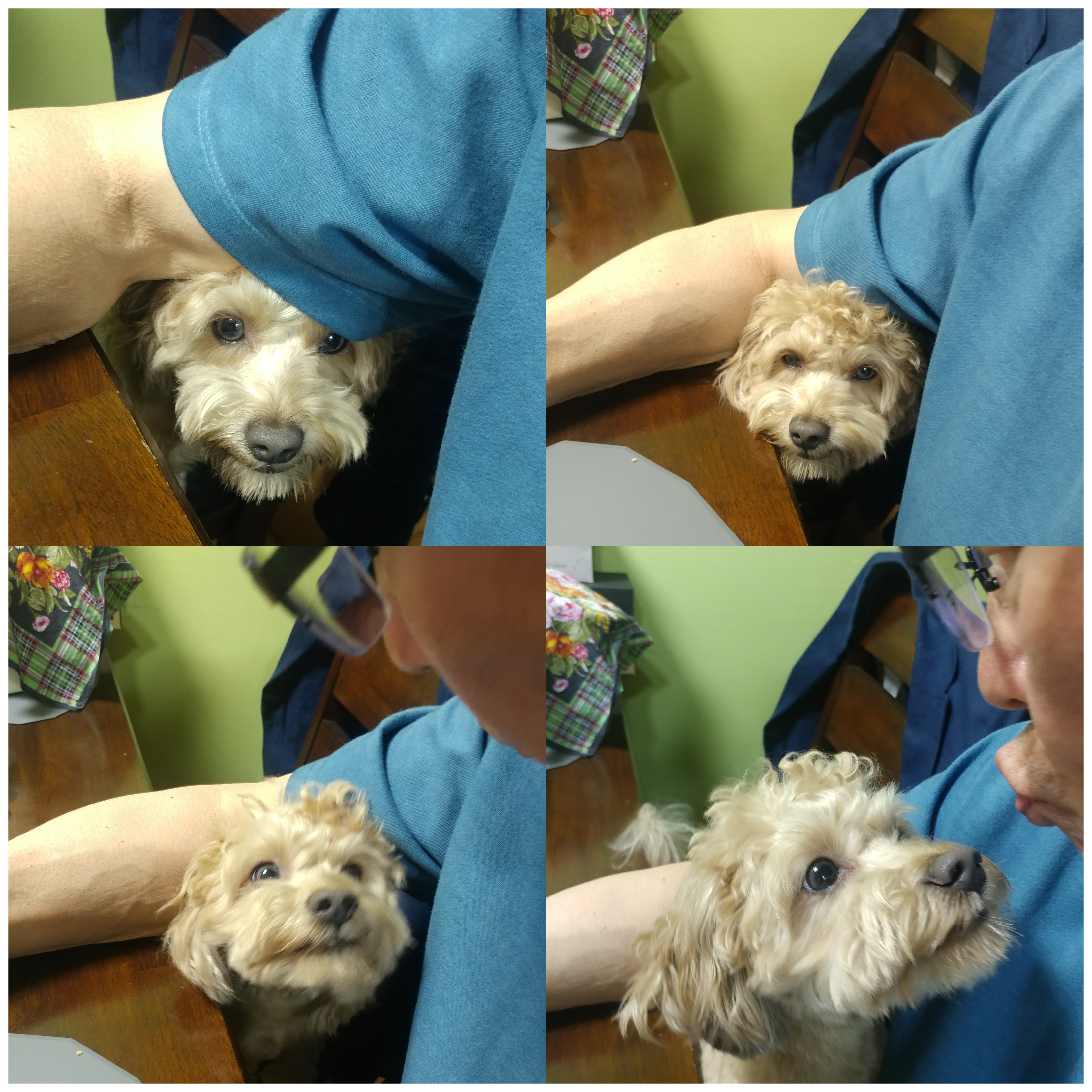 모아(론이) 입양 후 3개월 이야기 !!